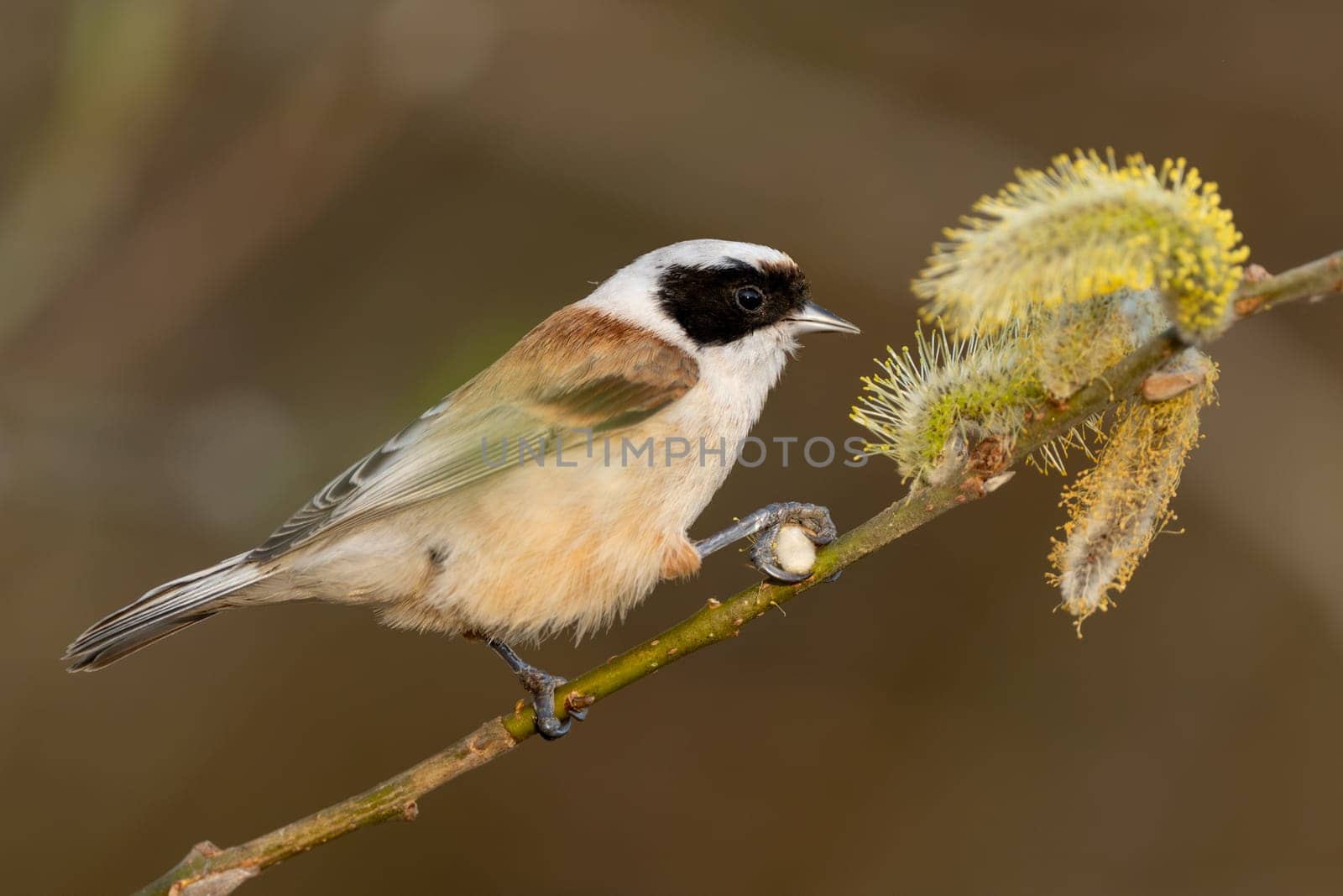 Bird Called Remiz Eats Willow On A Tree Branch