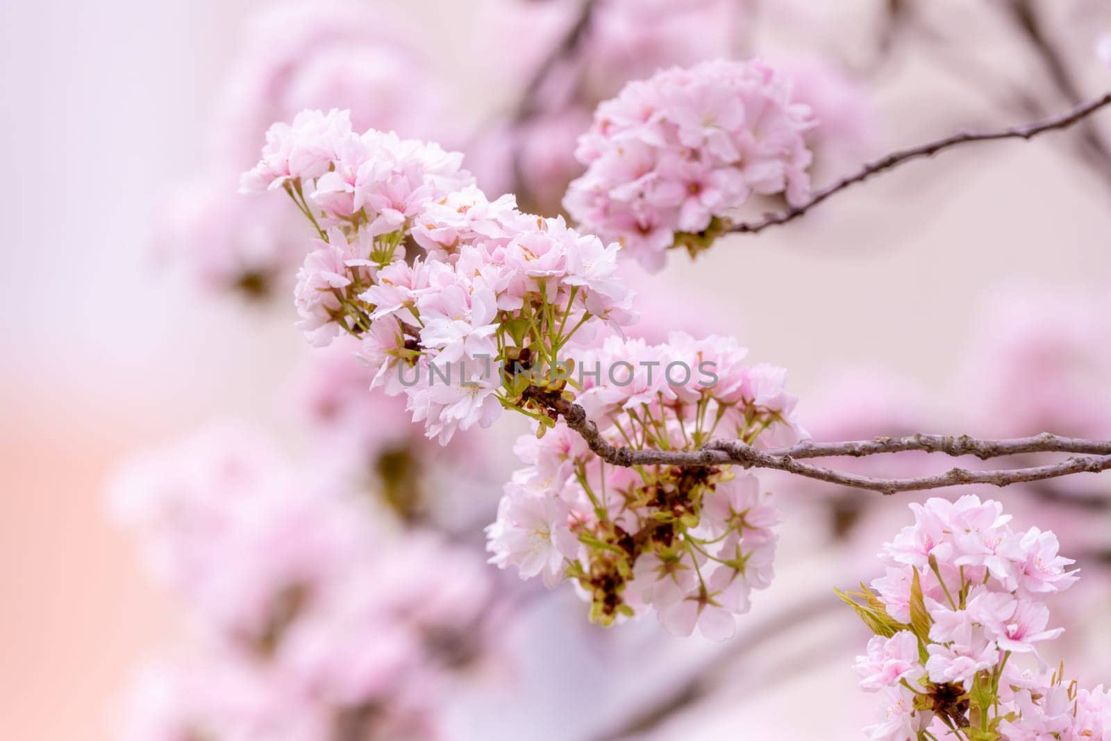 Sacura Blossom Flowers Pink on a blurred background