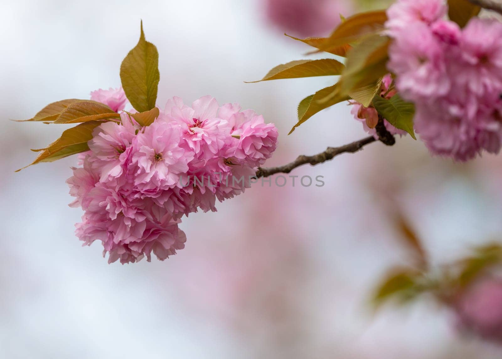Sacura Blossom Flowers Pink on a blurred background
