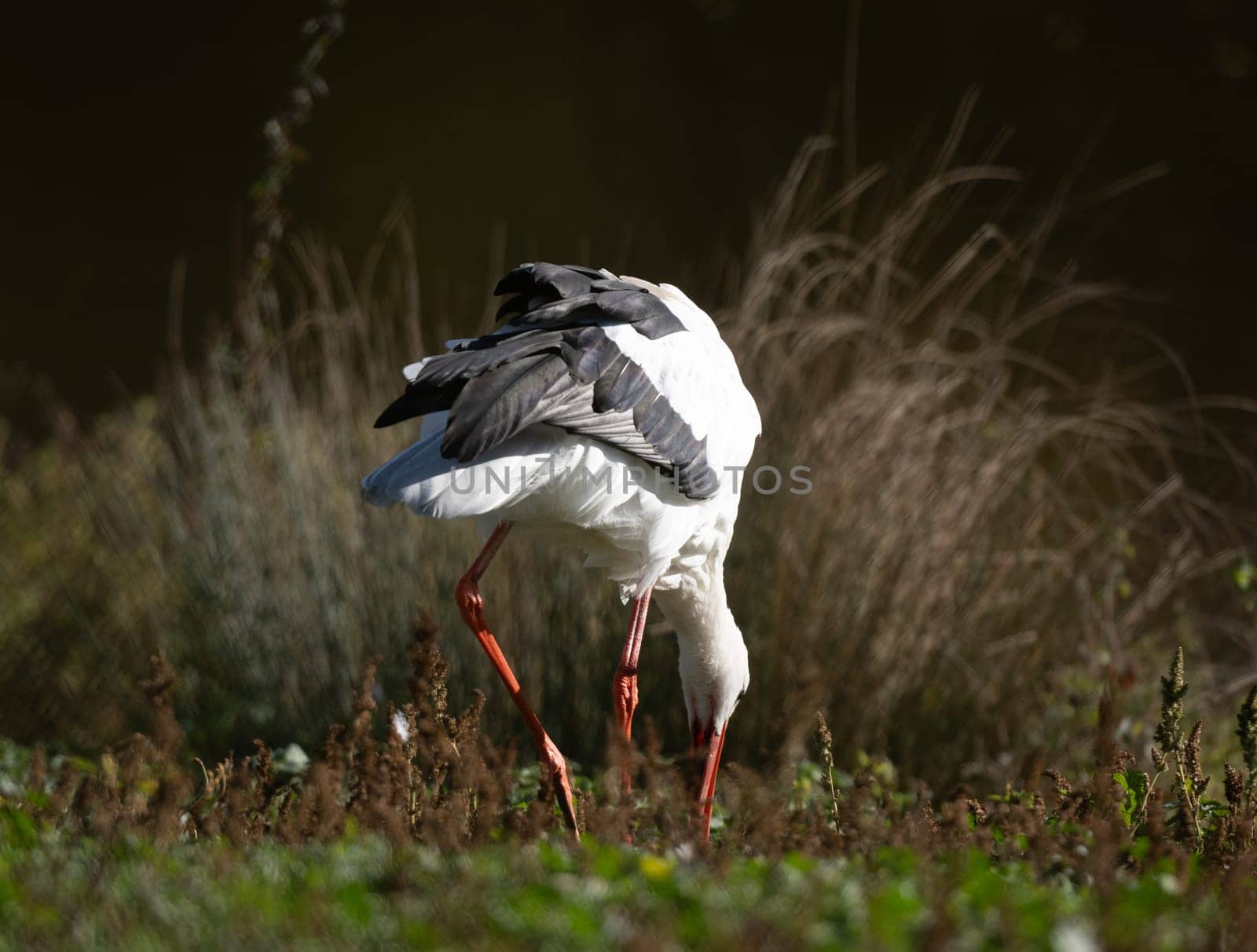 White Stork Searches For Food In Grass Near Lake