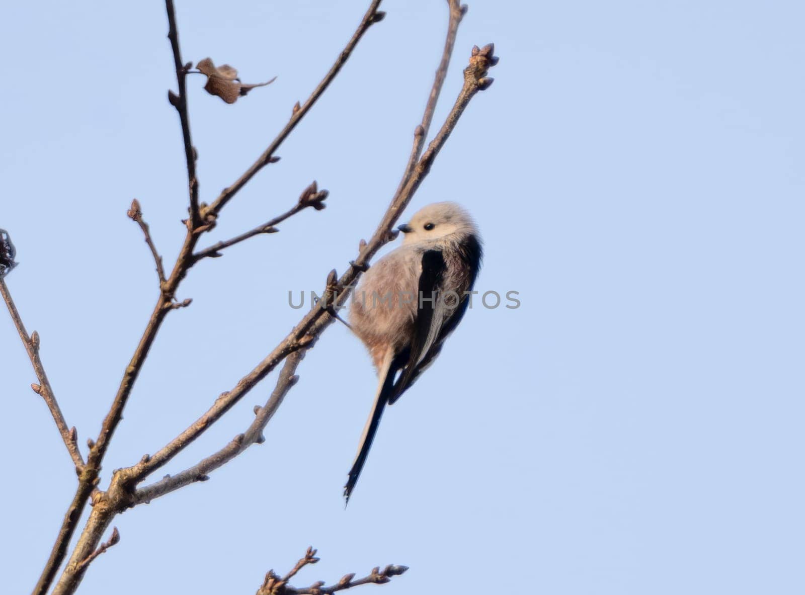 Long-Tailed Tit Sitting On A Bench In Its Natural Habitat