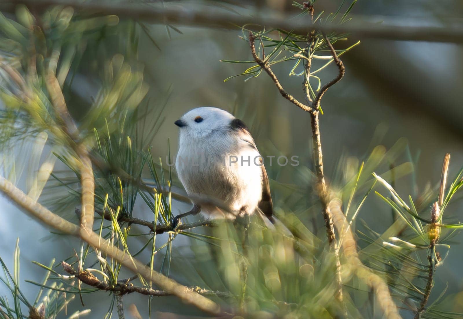 Long-Tailed Tit Sitting On A Bench In Its Natural Habitat