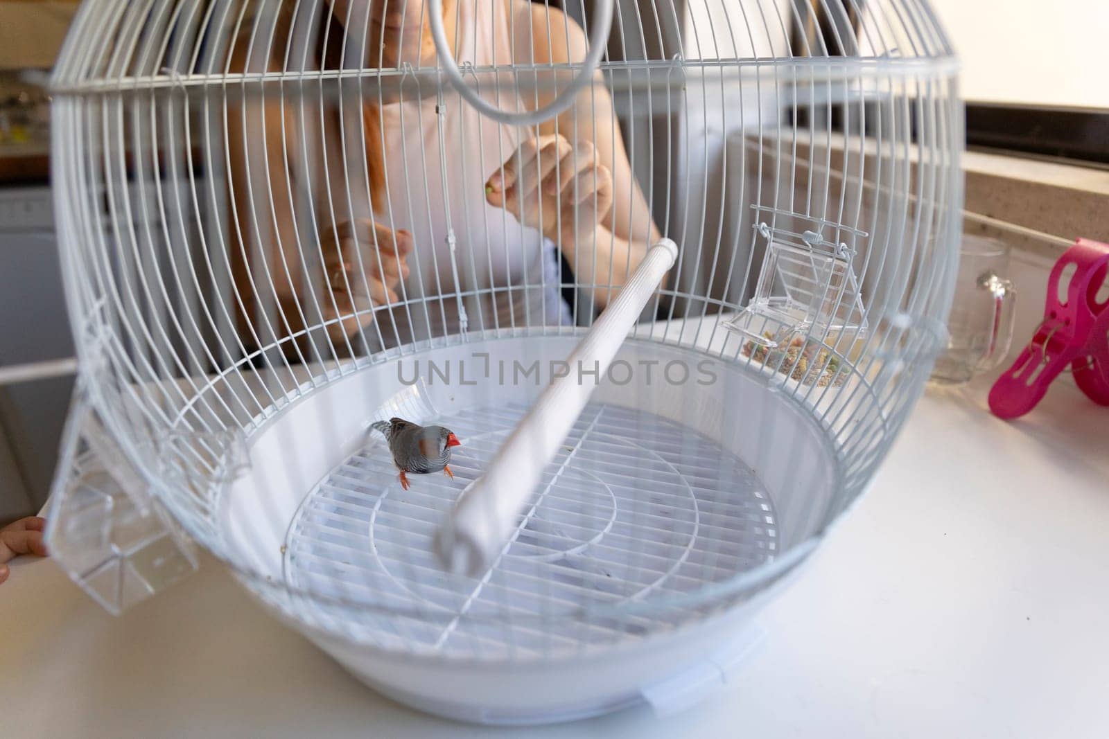 Owner feeding her pet zebra finch inside its cage