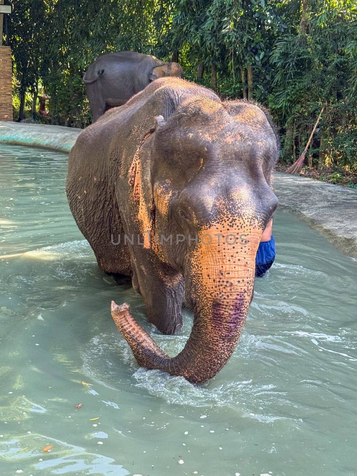 Bangkok, Thailand - November 11, 2024: Elephant bathing in a sanctuary pool in Thailand, majestic mammal enjoys exotic habitat. Beauty of Thailand and the significance of elephant conservation.