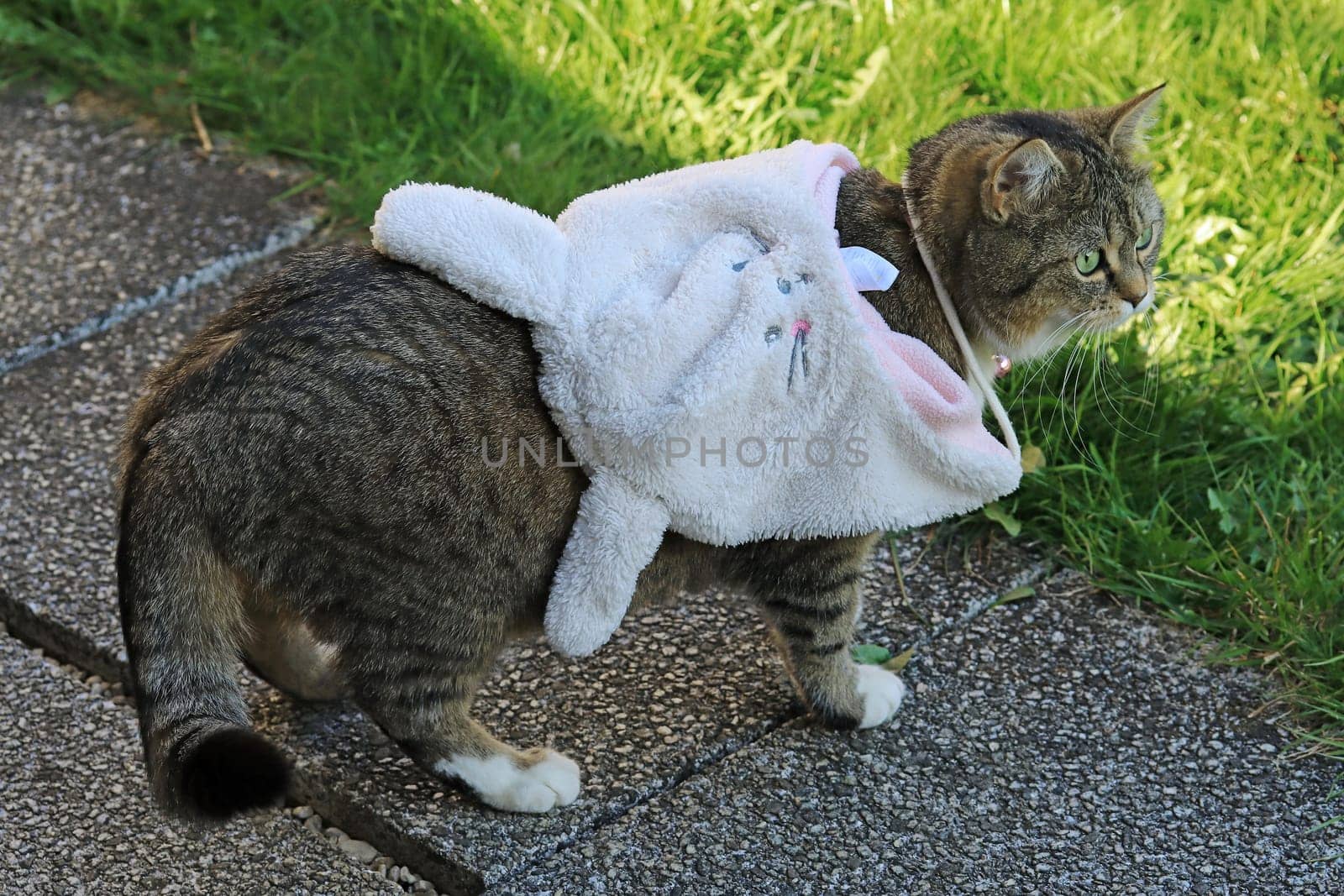 A cat wears a funny white rabbit hat