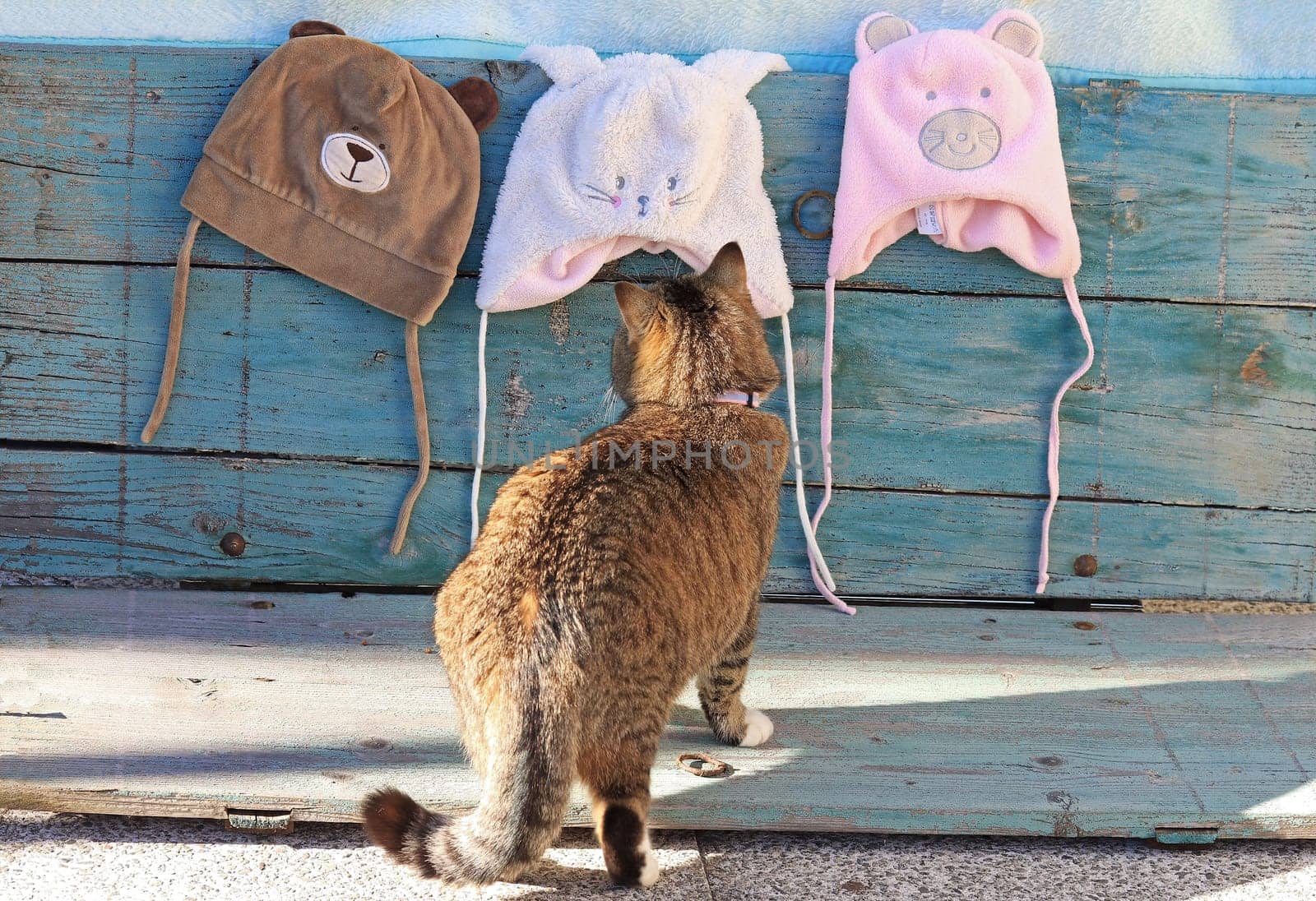 A cat looks curiously at different hats