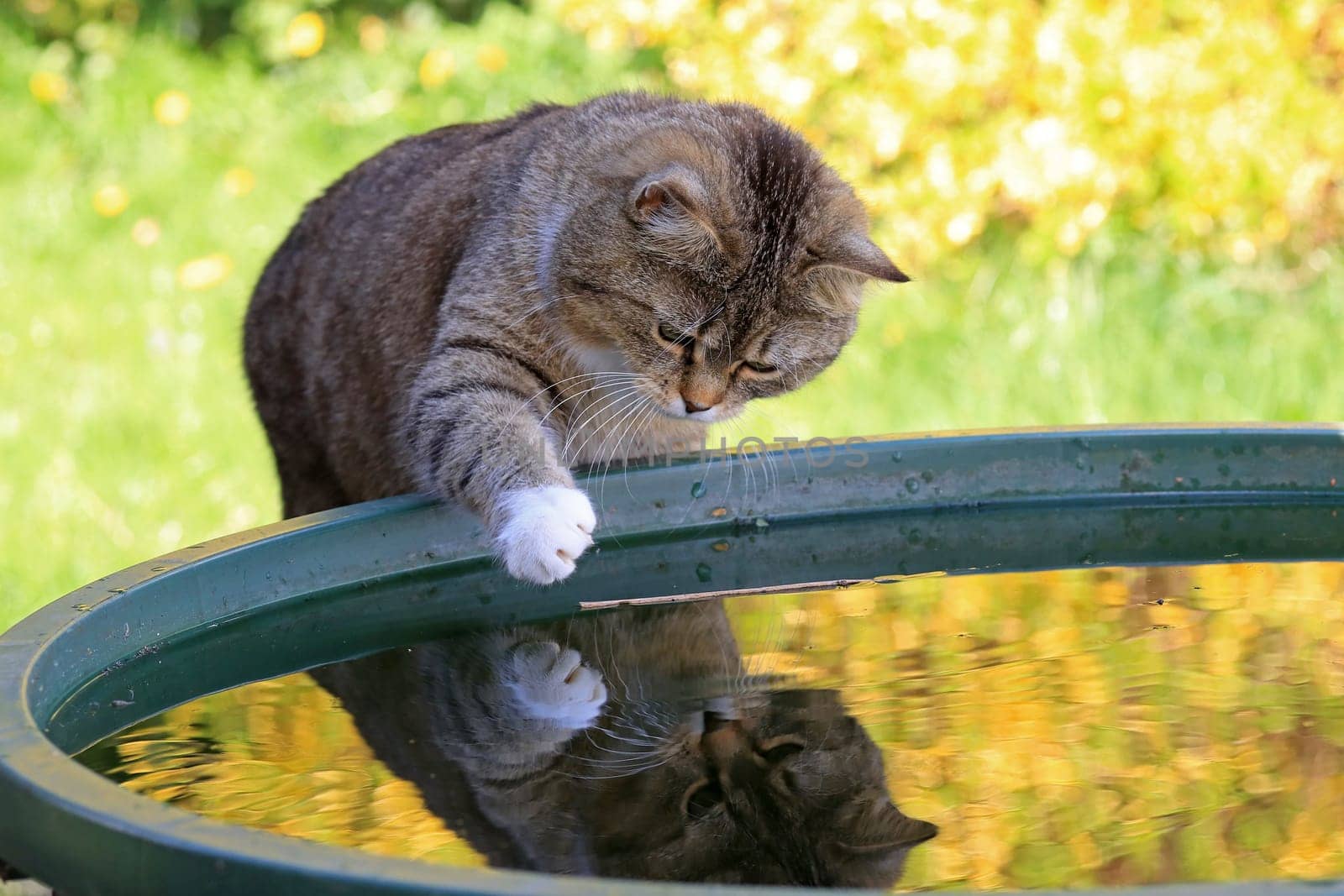 A small cat plays with the water in a rain barrel