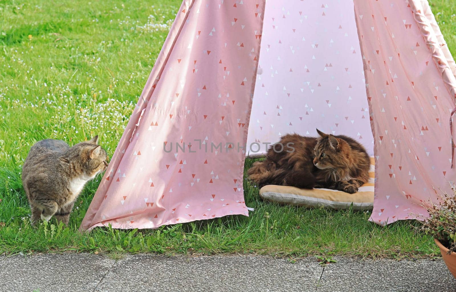 Pink camping tent for cats
