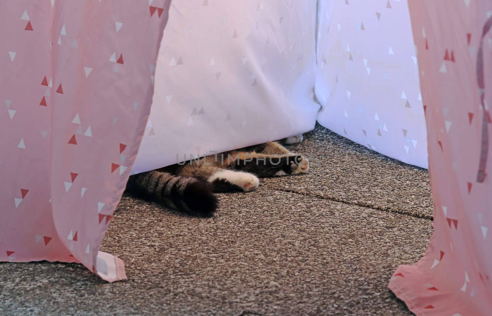 A cat sleeps in a tent half inside and half outside