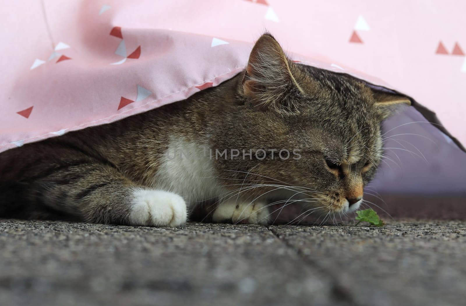 Funny shot of a cat looking critically at a small plant