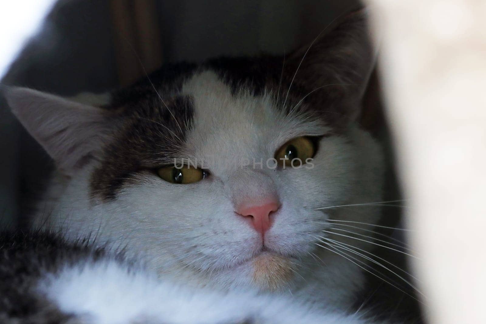 A tomcat with yellow eyes sleeps in a cat cave