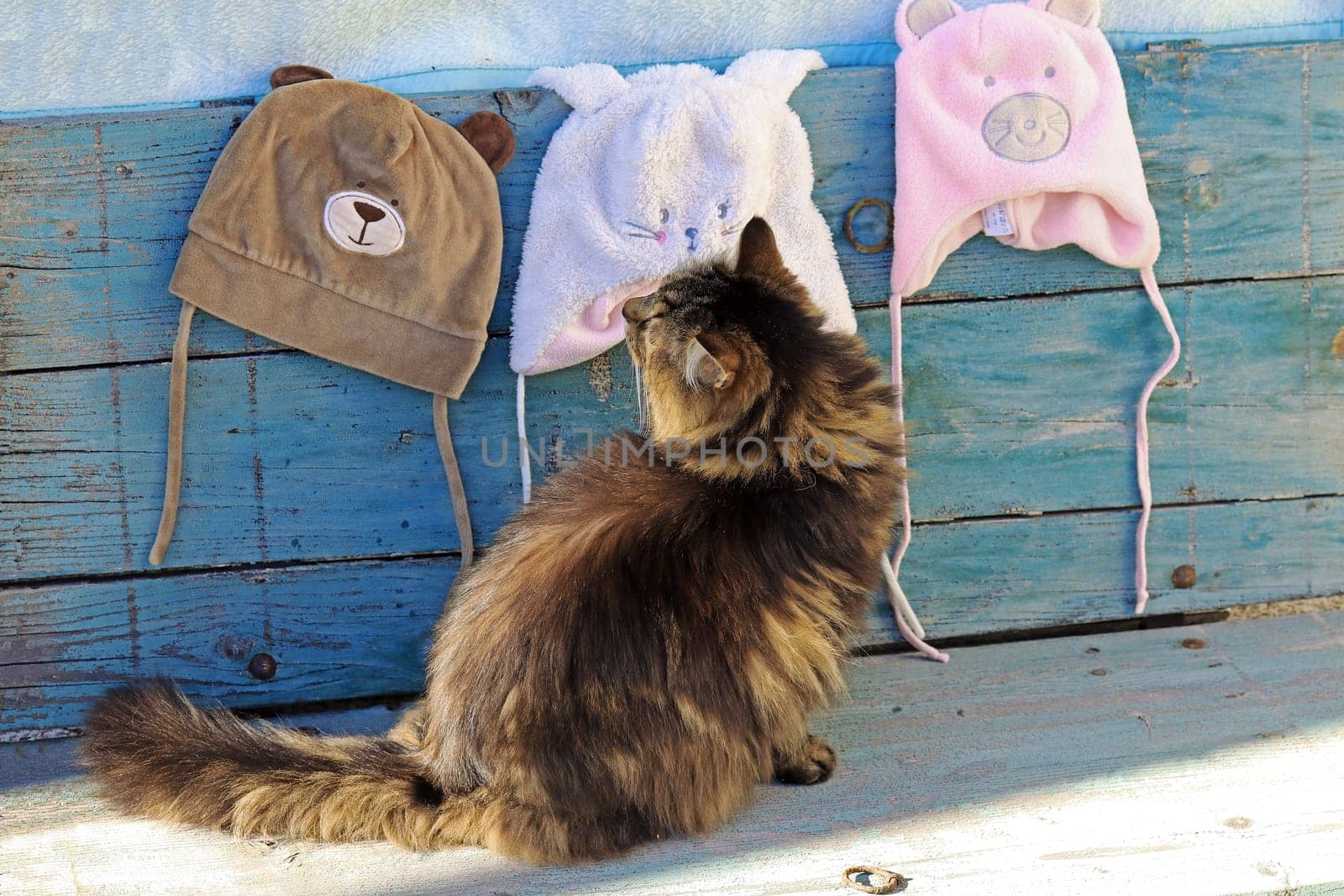 A Norwegian Forest Cat looks curiously at different hats