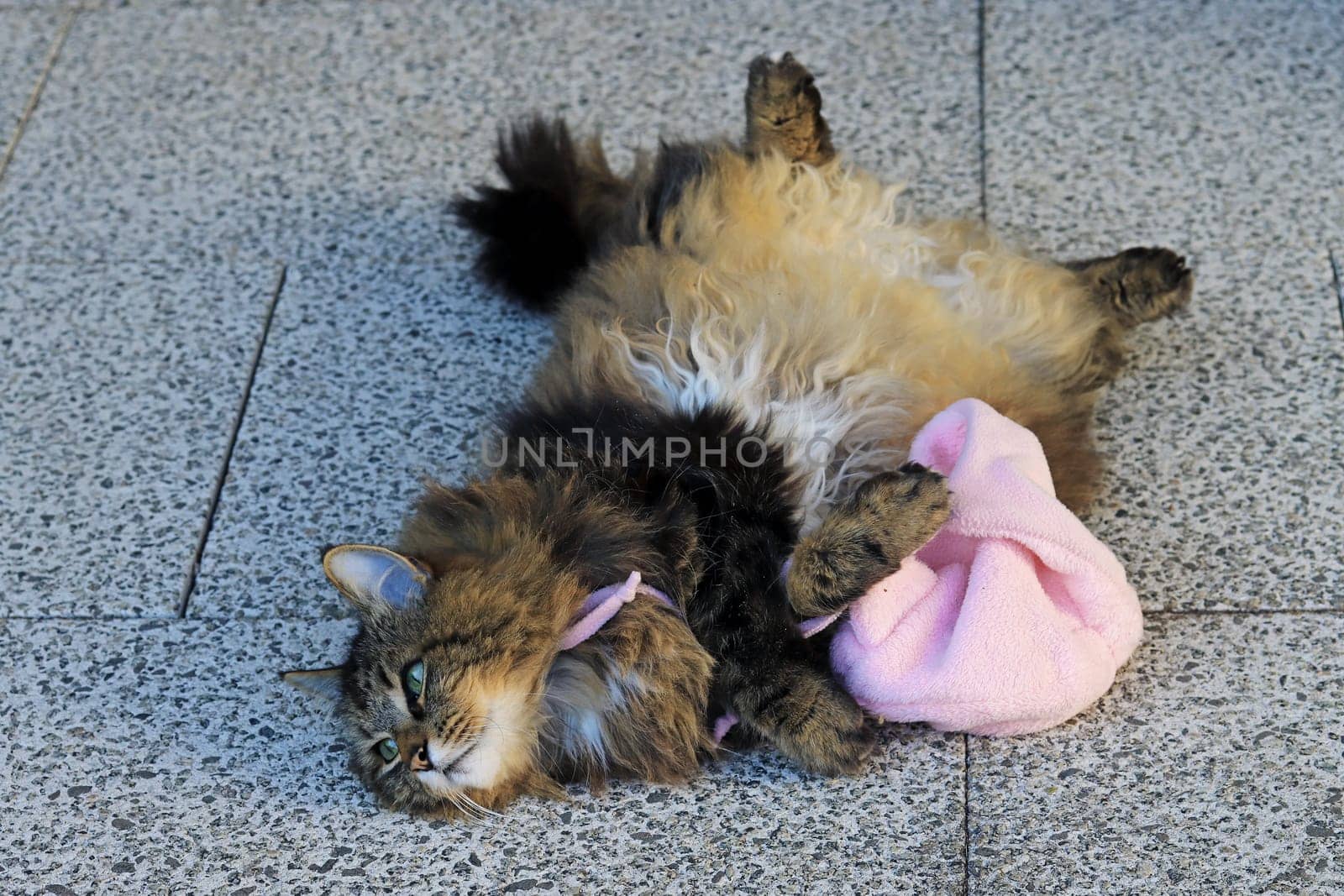 A cute Norwegian Forest Cat playing with a pink cap