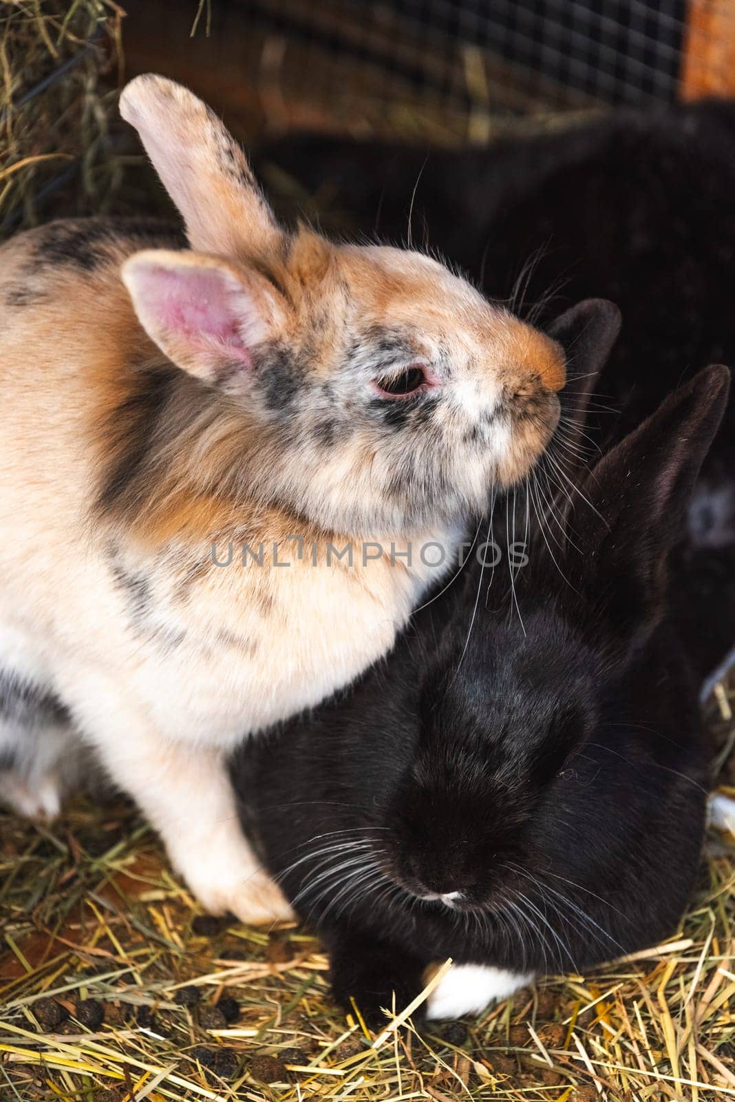 Two adorable bunnies are standing closely next to one another in a large and cozy pile of fresh hay, enjoying their surroundings together