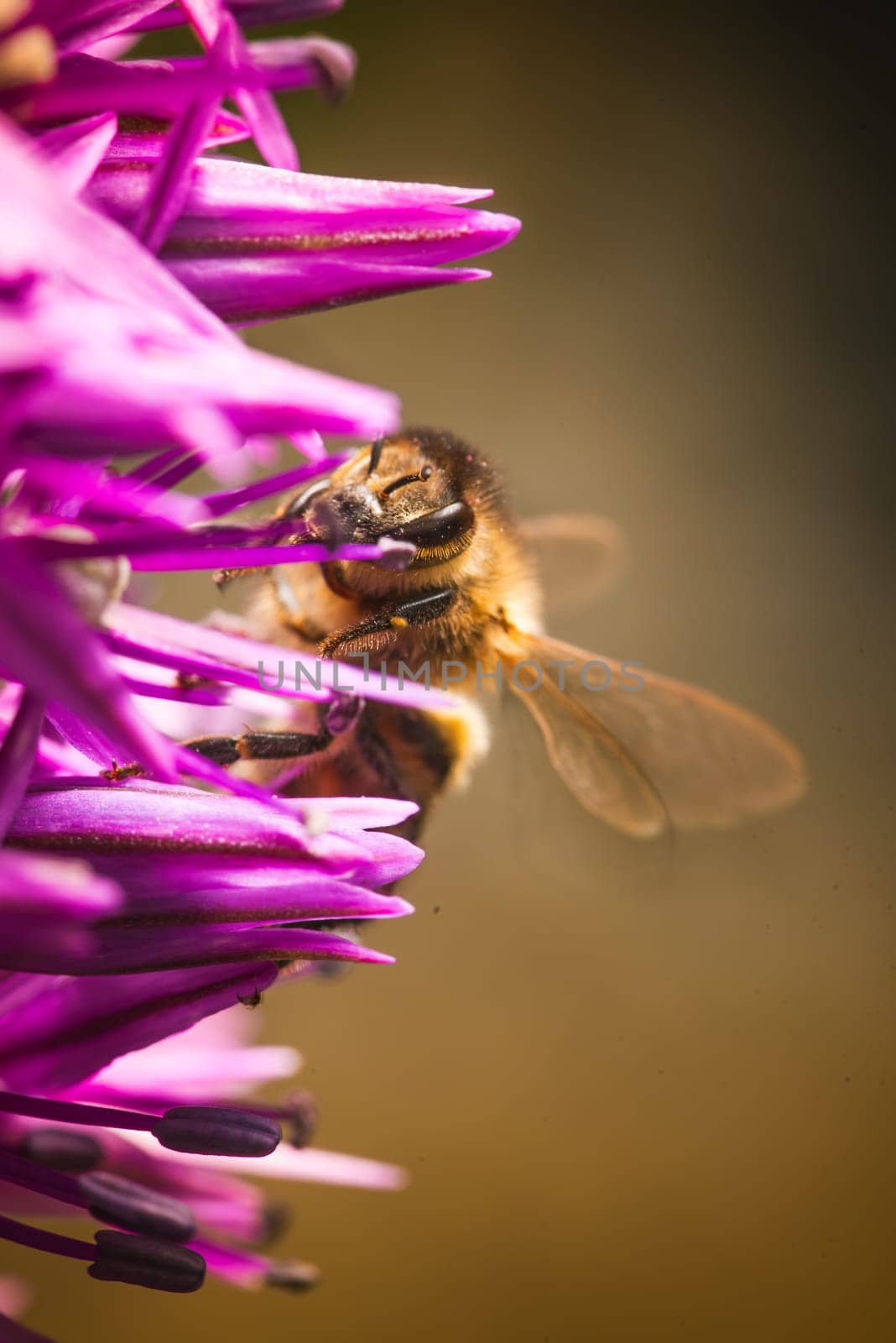 A close-up shot of a bee gathering nectar from a stunning purple flower, showcasing nature's beauty.