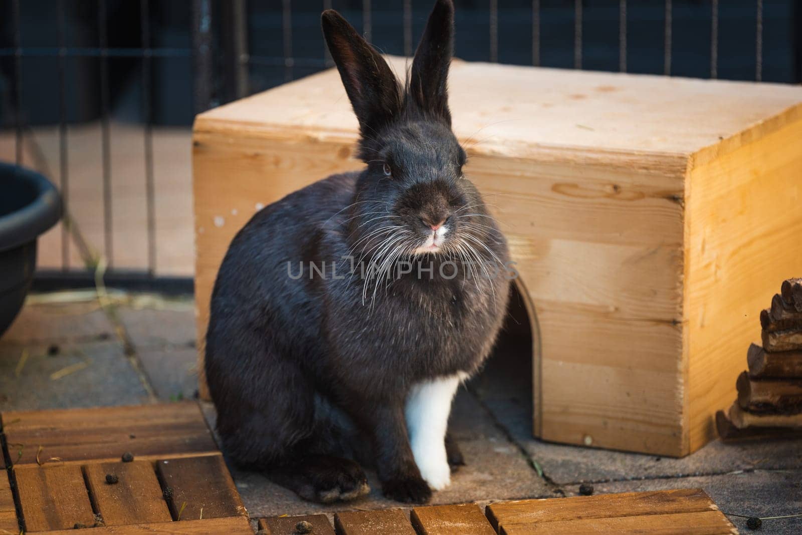 In a cozy living space, a charming black rabbit with white markings showcases its playful energy and joy