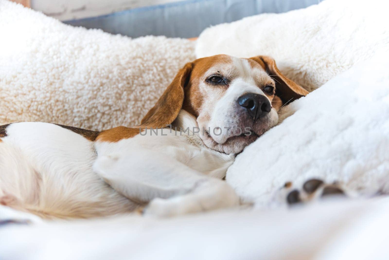 A serene beagle dog resting comfortably on a luxurious, fluffy blanket, capturing a sense of peace and warmth