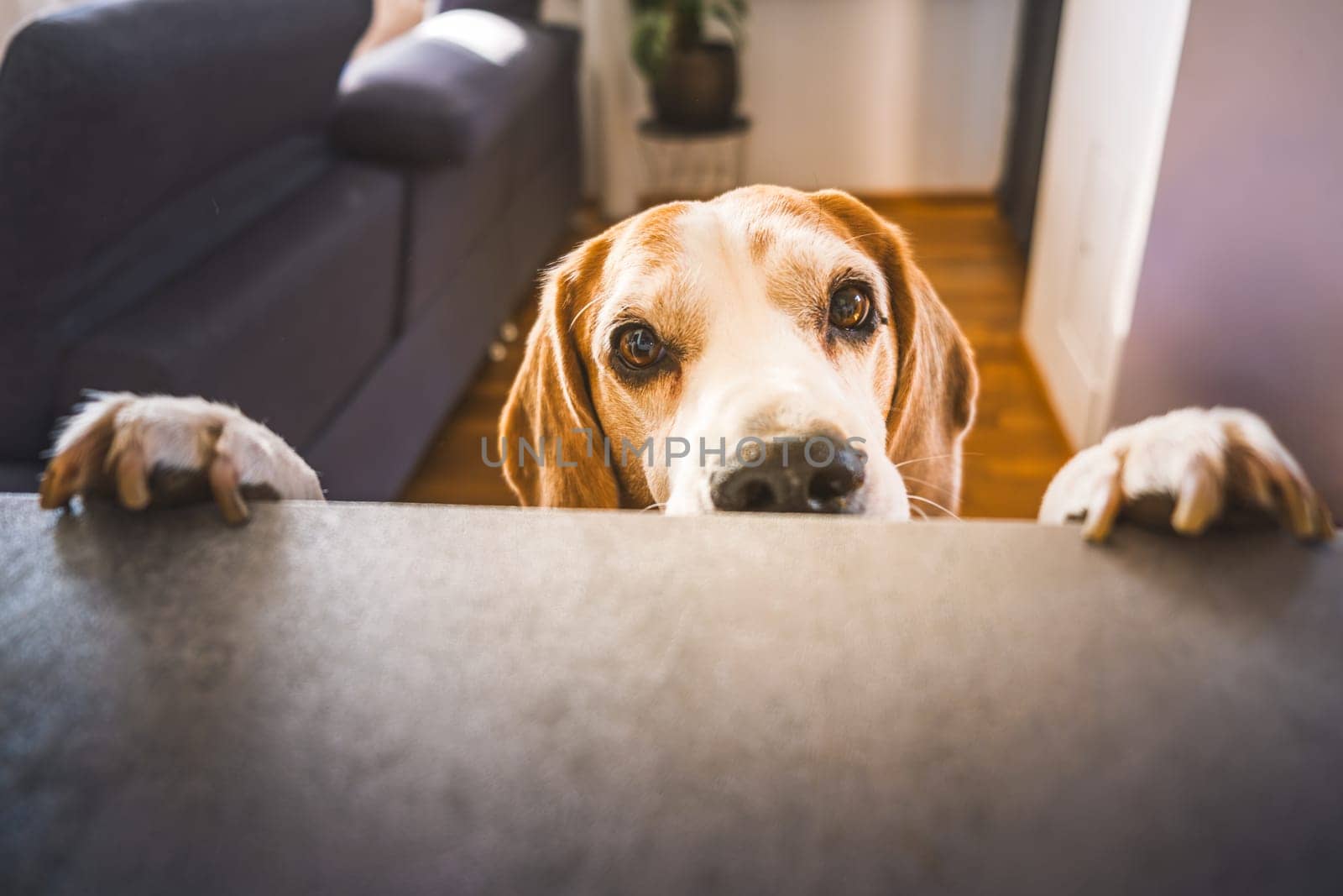 A curious dog peeks over a counter in a warm home, showcasing its inquisitiveness and eagerness to explore