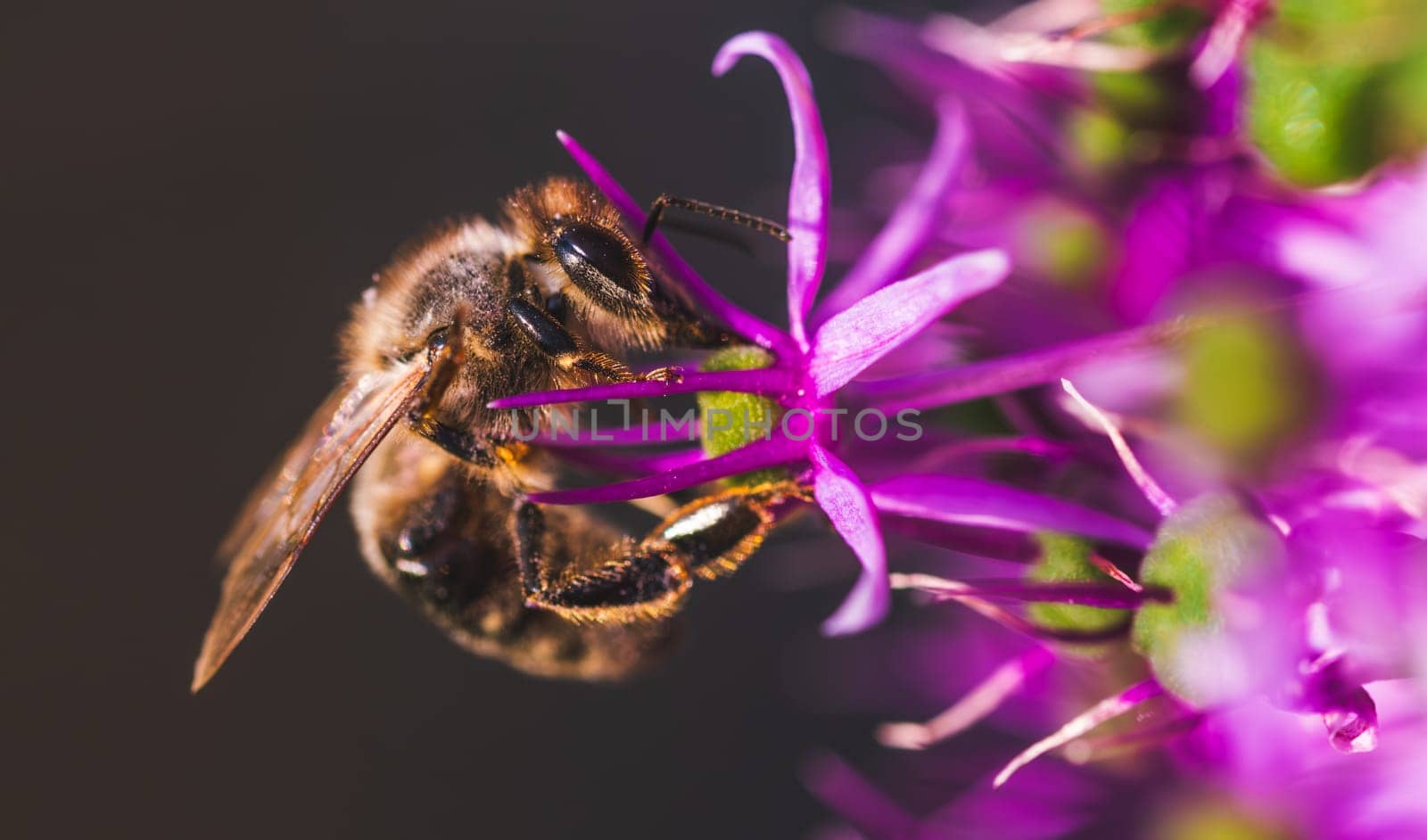 This is a closeup shot of a bee diligently collecting sweet nectar from a stunning, vibrant purple flower