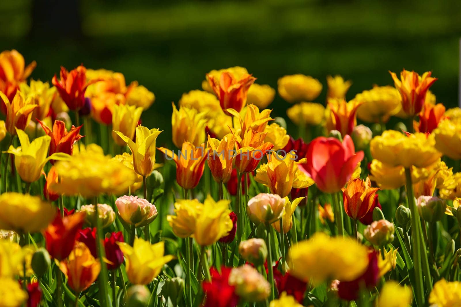 An idyllic garden scene showcasing bright yellow tulips illuminated by warm sunlight in St.Petersburg, Russia, conveying vibrancy, freshness, and natural beauty in a serene outdoor setting. High quality photo