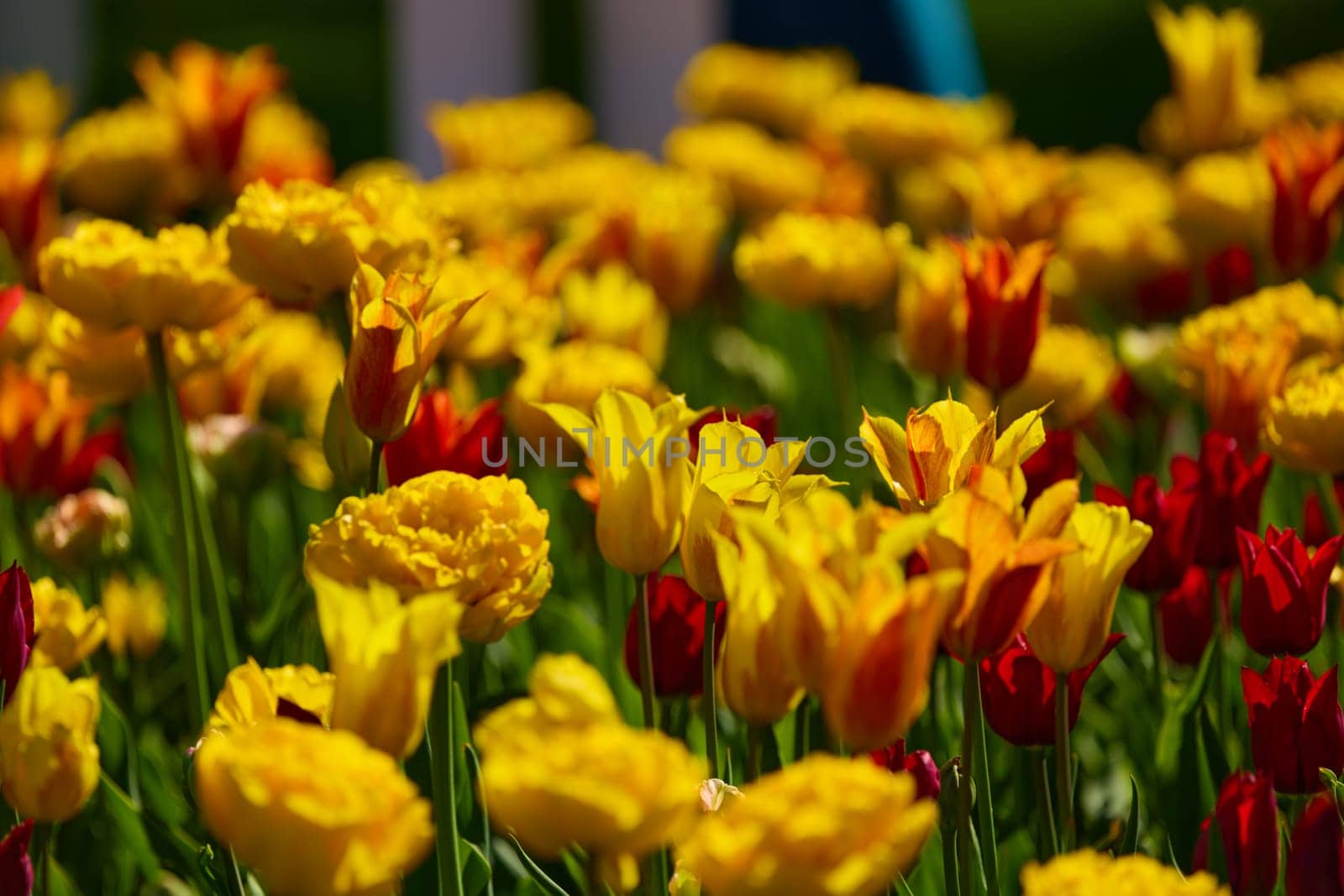 An idyllic garden scene showcasing bright yellow tulips illuminated by warm sunlight in St.Petersburg, Russia, conveying vibrancy, freshness, and natural beauty in a serene outdoor setting. High quality photo