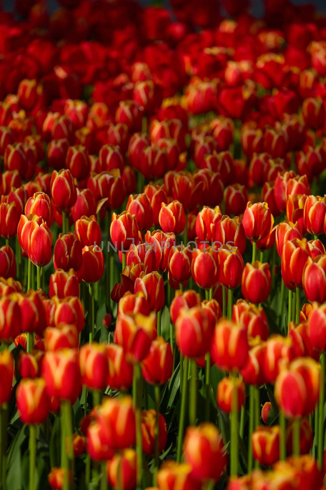 An idyllic garden scene showcasing bright red tulips illuminated by warm sunlight in St.Petersburg, Russia, conveying vibrancy, freshness, and natural beauty in a serene outdoor setting. High quality photo