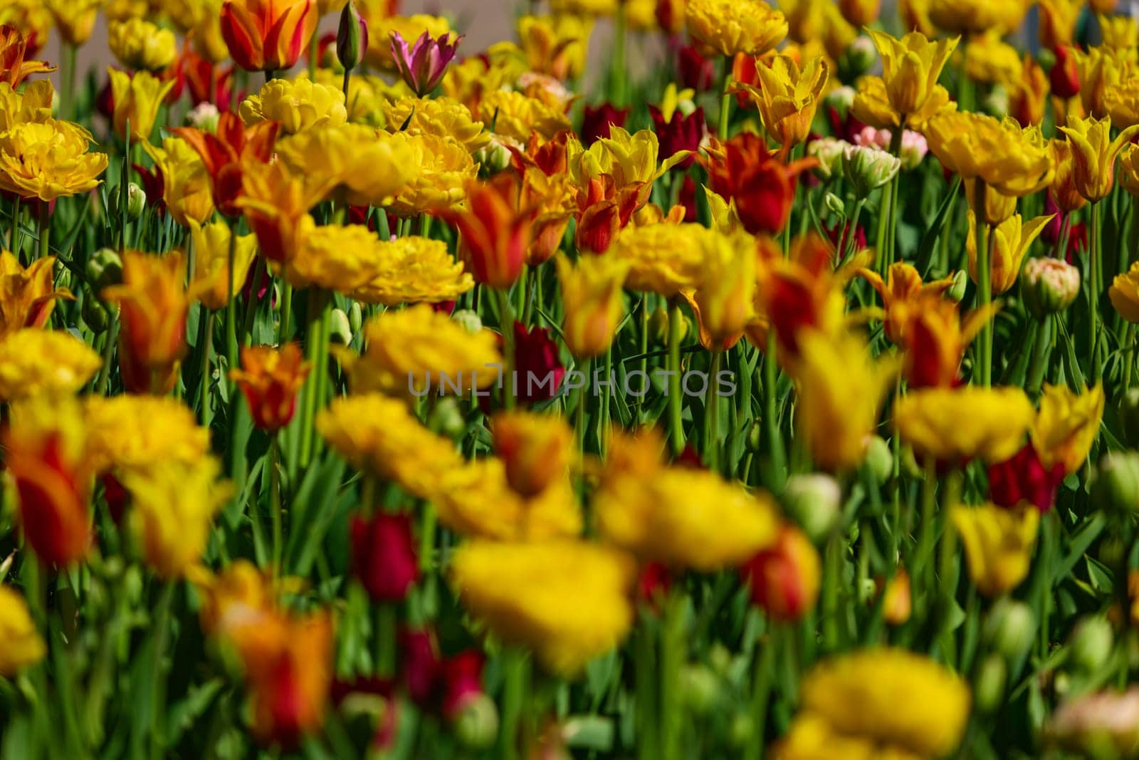 An idyllic garden scene showcasing bright yellow tulips illuminated by warm sunlight in St.Petersburg, Russia, conveying vibrancy, freshness, and natural beauty in a serene outdoor setting. High quality photo