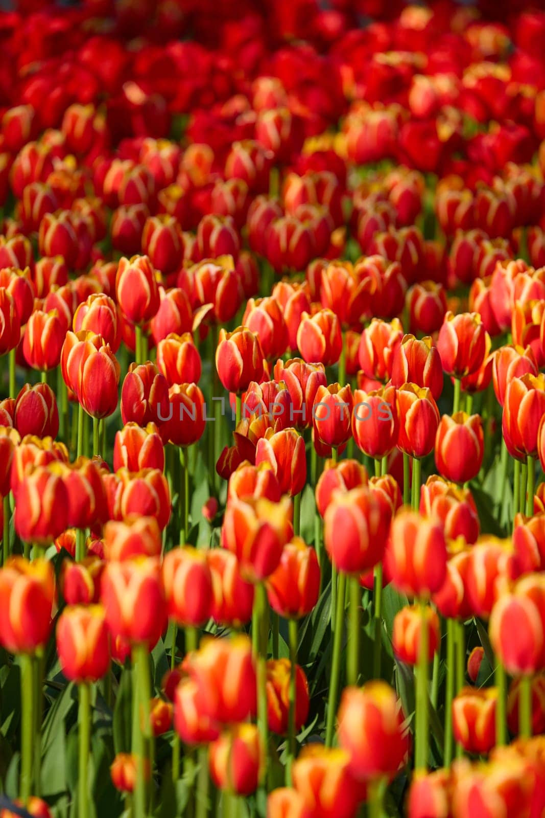 An idyllic garden scene showcasing bright red tulips illuminated by warm sunlight in St.Petersburg, Russia, conveying vibrancy, freshness, and natural beauty in a serene outdoor setting. High quality photo