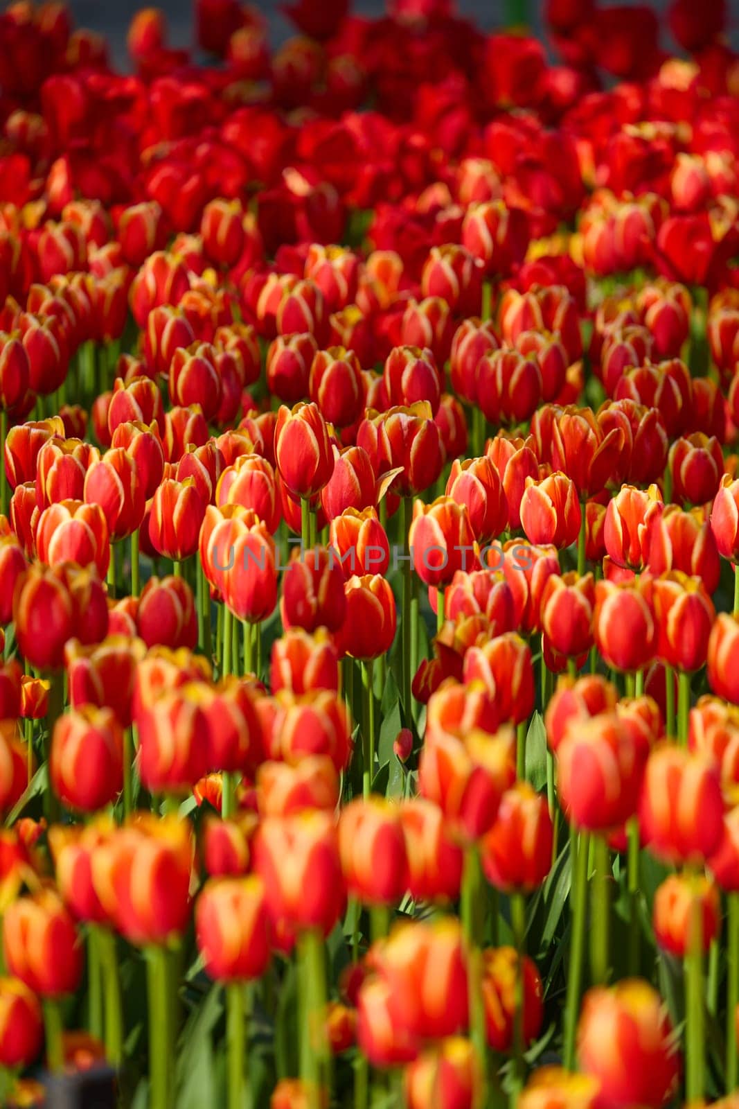 An idyllic garden scene showcasing bright red tulips illuminated by warm sunlight in St.Petersburg, Russia, conveying vibrancy, freshness, and natural beauty in a serene outdoor setting. High quality photo