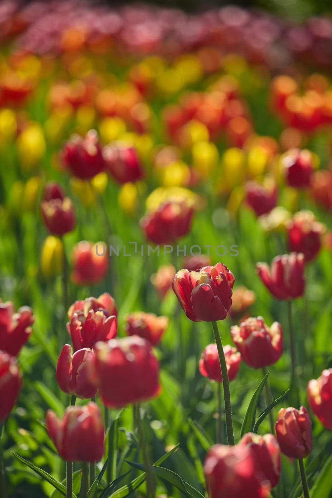 An idyllic garden scene showcasing bright red tulips illuminated by warm sunlight in St.Petersburg, Russia, conveying vibrancy, freshness, and natural beauty in a serene outdoor setting. High quality photo
