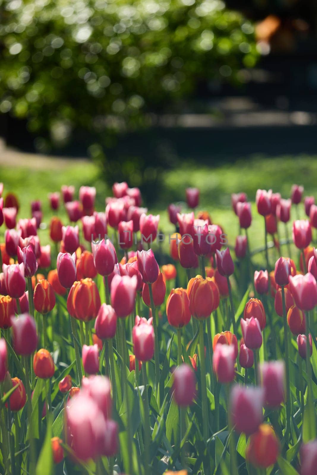 An idyllic garden scene showcasing bright red tulips illuminated by warm sunlight in St.Petersburg, Russia, conveying vibrancy, freshness, and natural beauty in a serene outdoor setting. High quality photo