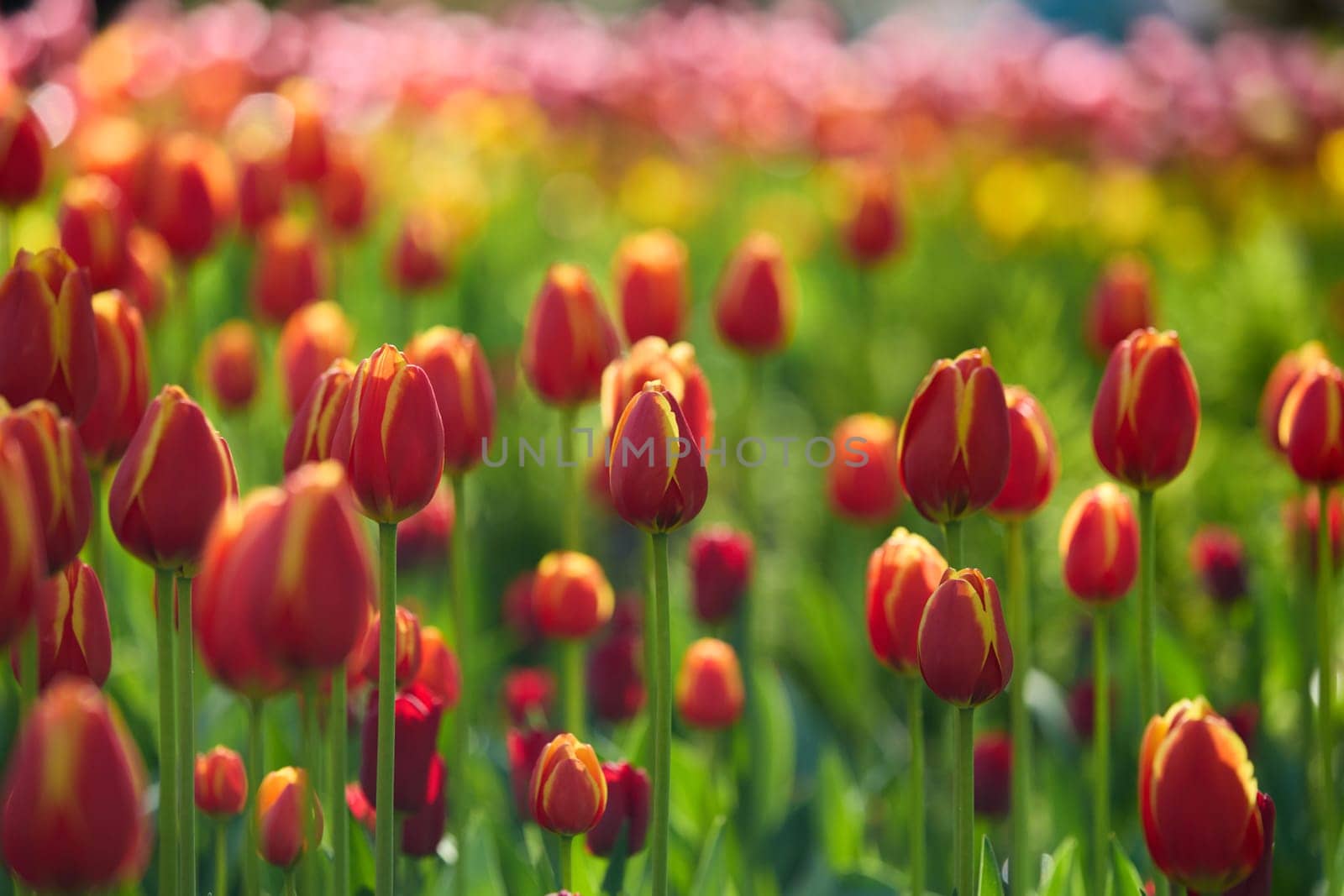 An idyllic garden scene showcasing bright red tulips illuminated by warm sunlight in St.Petersburg, Russia, conveying vibrancy, freshness, and natural beauty in a serene outdoor setting. High quality photo