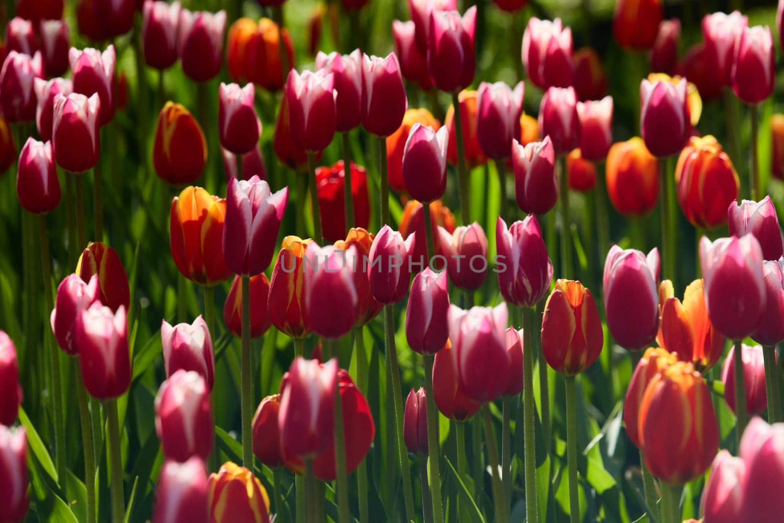 An idyllic garden scene showcasing bright red tulips illuminated by warm sunlight in St.Petersburg, Russia, conveying vibrancy, freshness, and natural beauty in a serene outdoor setting. High quality photo