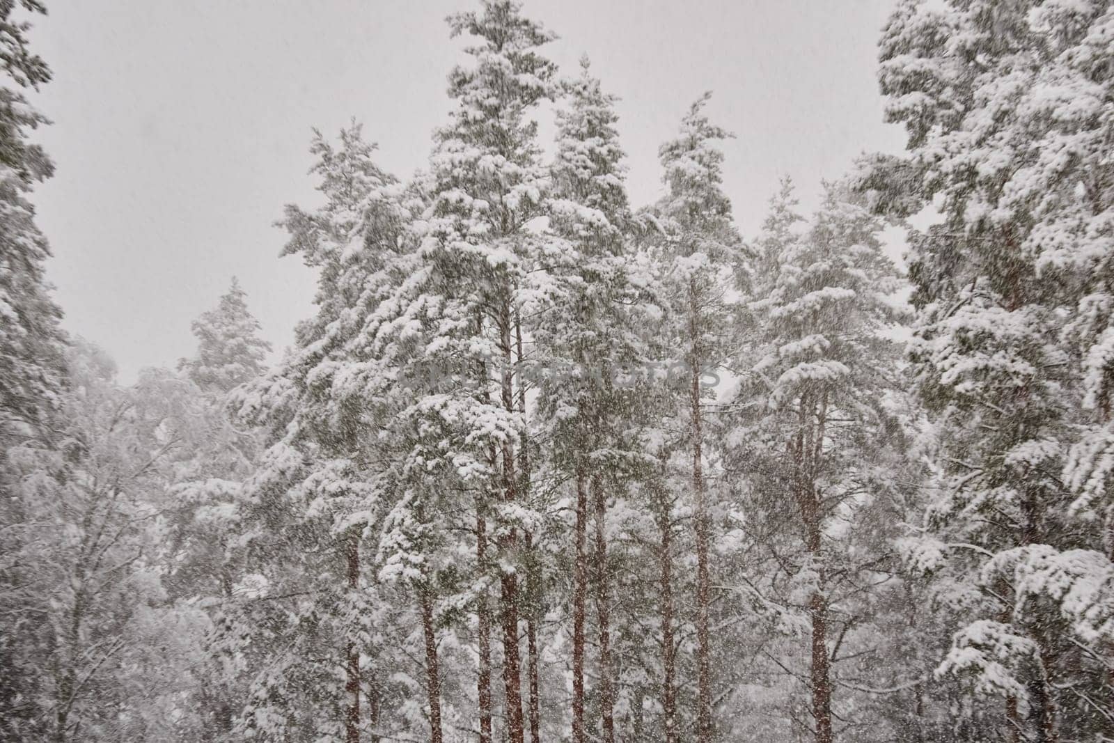 The heavy snowfall in a wild park, winter fairy tale in the forest, snow-covered tree branches, large flakes of snow are slowly falling, nobody, snow storm, blizzard. High quality photo