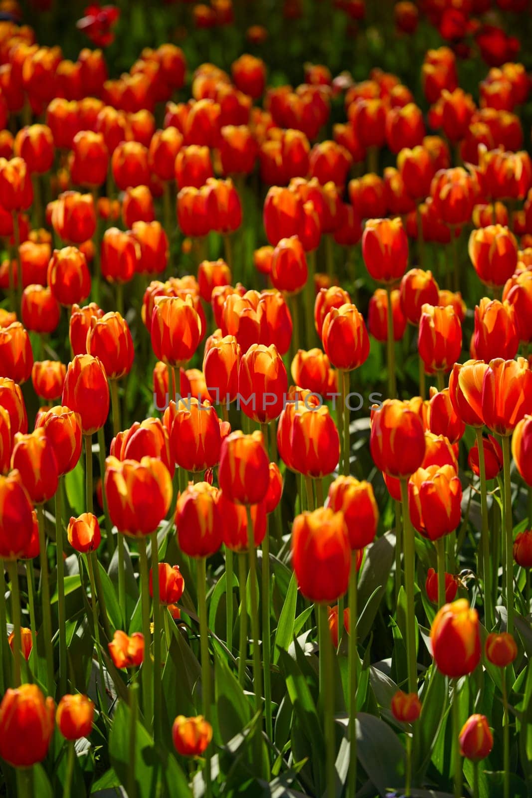 An idyllic garden scene showcasing bright red tulips illuminated by warm sunlight in St.Petersburg, Russia, conveying vibrancy, freshness, and natural beauty in a serene outdoor setting. High quality photo