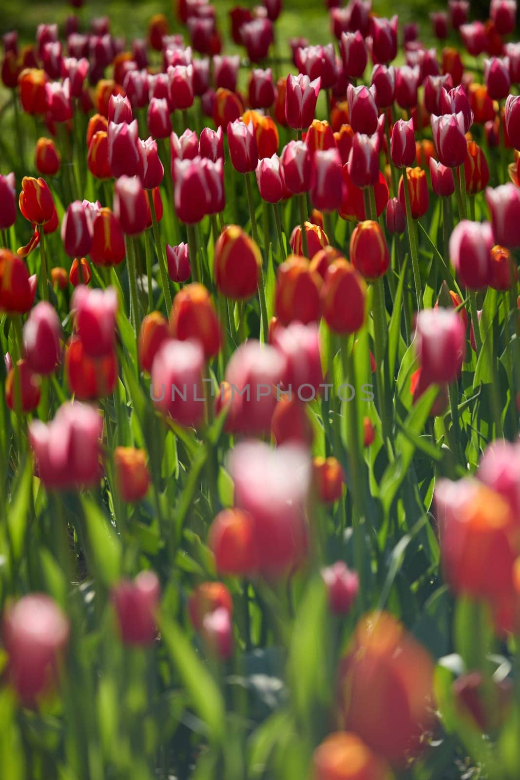 An idyllic garden scene showcasing bright red tulips illuminated by warm sunlight in St.Petersburg, Russia, conveying vibrancy, freshness, and natural beauty in a serene outdoor setting. High quality photo