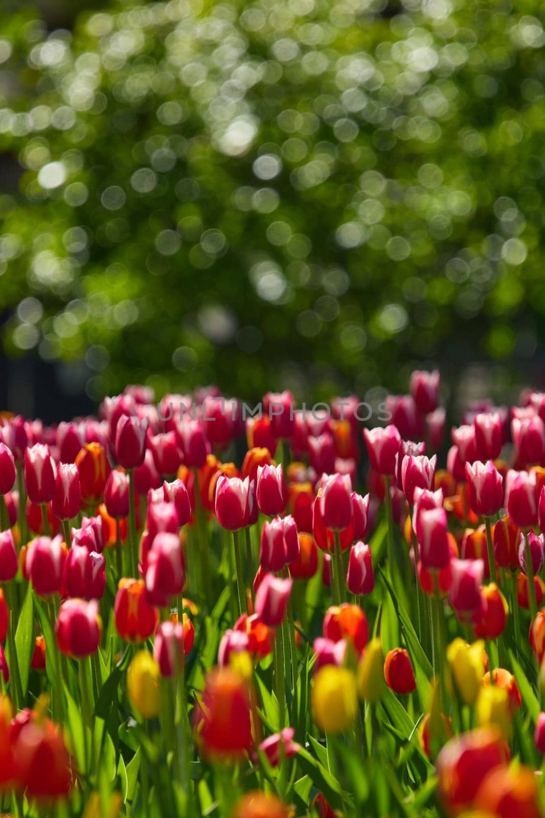 An idyllic garden scene showcasing bright red tulips illuminated by warm sunlight in St.Petersburg, Russia, conveying vibrancy, freshness, and natural beauty in a serene outdoor setting. High quality photo