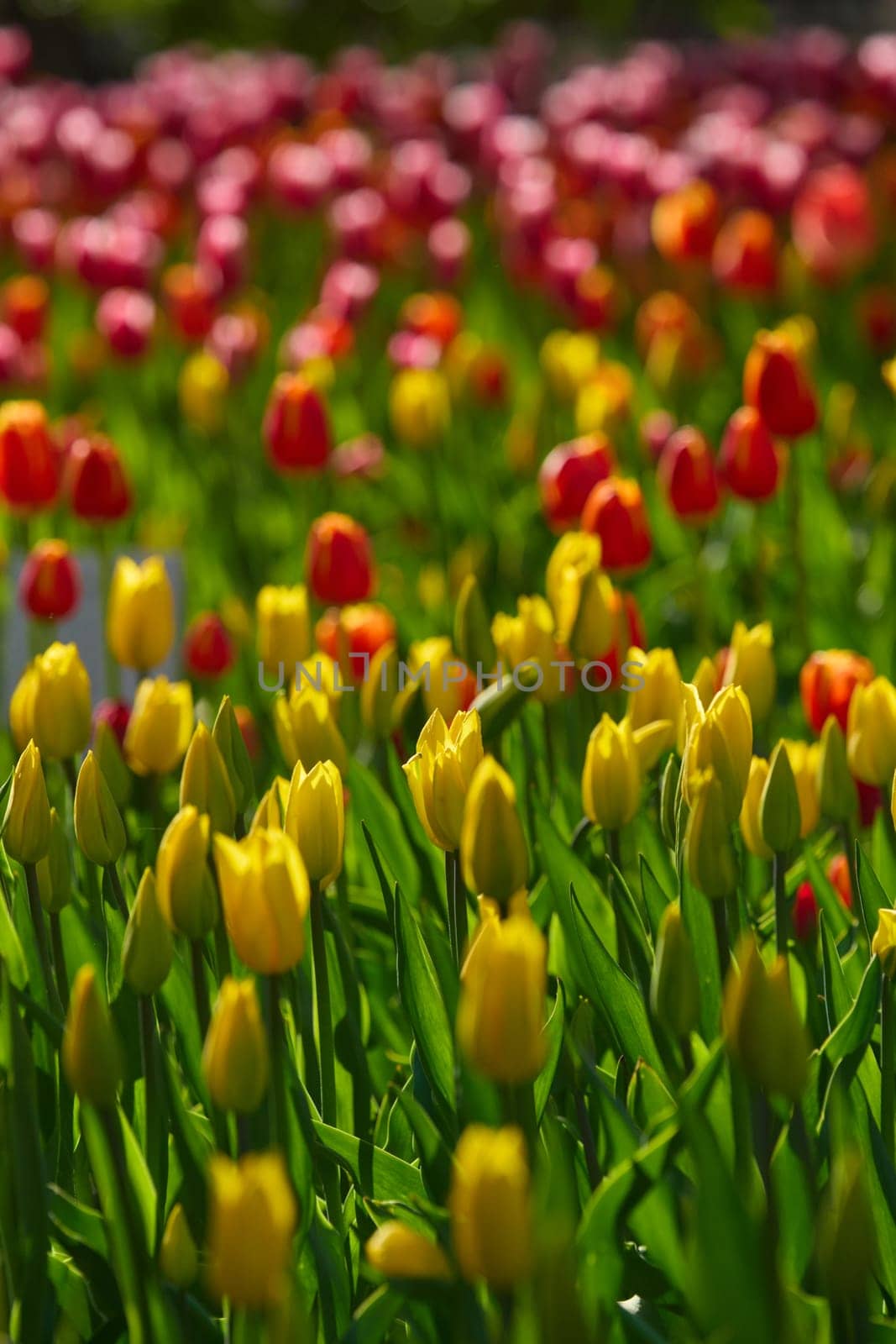 An idyllic garden scene showcasing bright red tulips illuminated by warm sunlight in St.Petersburg, Russia, conveying vibrancy, freshness, and natural beauty in a serene outdoor setting. High quality photo