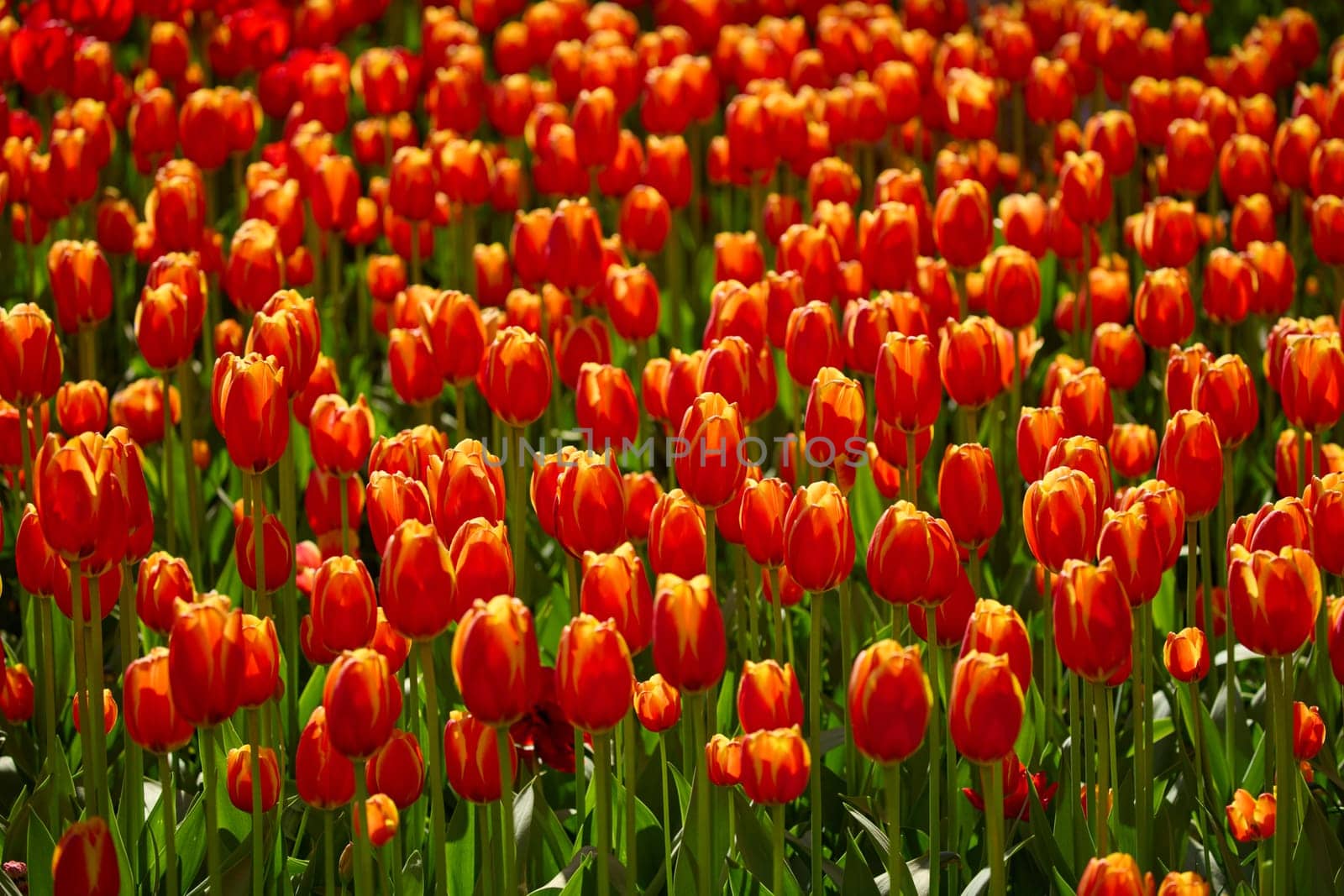 An idyllic garden scene showcasing bright red tulips illuminated by warm sunlight in St.Petersburg, Russia, conveying vibrancy, freshness, and natural beauty in a serene outdoor setting. High quality photo
