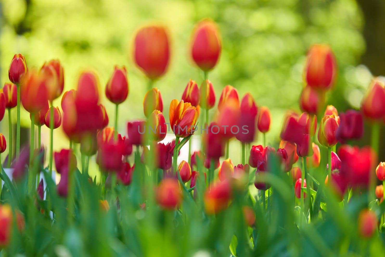 An idyllic garden scene showcasing bright red tulips illuminated by warm sunlight in St.Petersburg, Russia, conveying vibrancy, freshness, and natural beauty in a serene outdoor setting. High quality photo