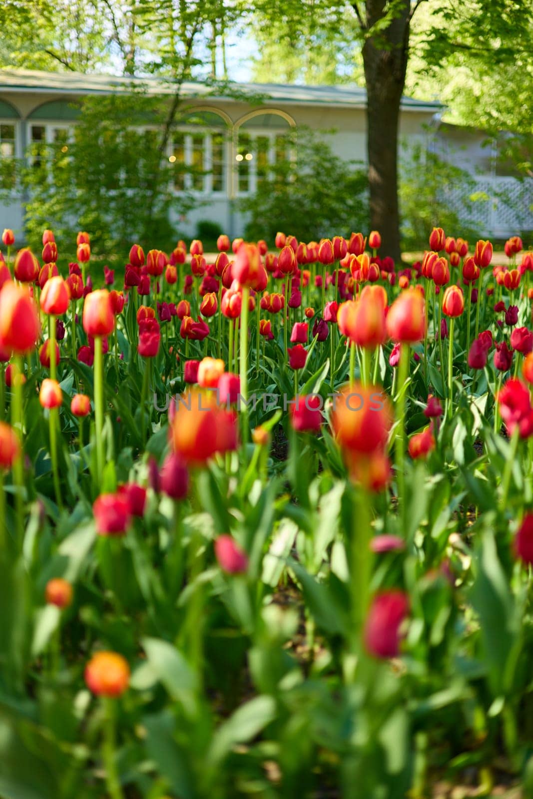An idyllic garden scene showcasing bright red tulips illuminated by warm sunlight in St.Petersburg, Russia, conveying vibrancy, freshness, and natural beauty in a serene outdoor setting. High quality photo