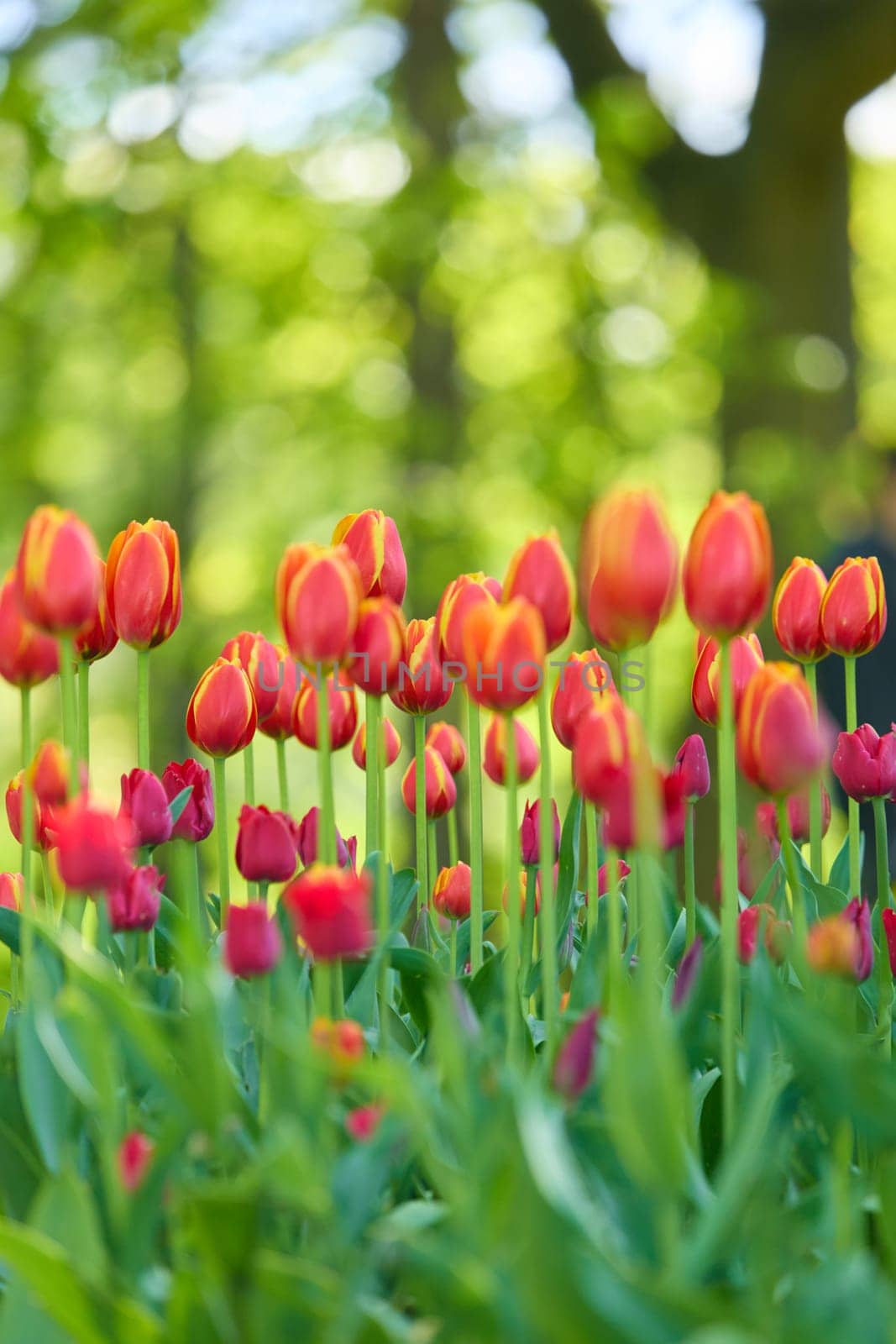 An idyllic garden scene showcasing bright red tulips illuminated by warm sunlight in St.Petersburg, Russia, conveying vibrancy, freshness, and natural beauty in a serene outdoor setting. High quality photo