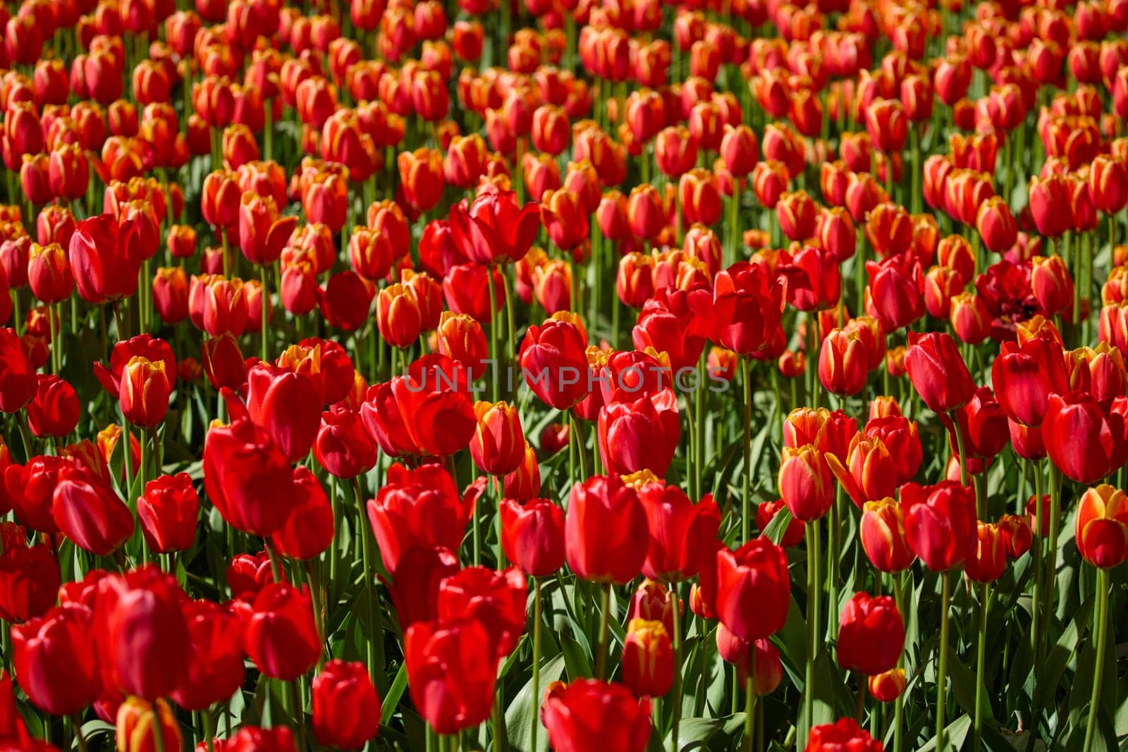 An idyllic garden scene showcasing bright red tulips illuminated by warm sunlight in St.Petersburg, Russia, conveying vibrancy, freshness, and natural beauty in a serene outdoor setting. High quality photo