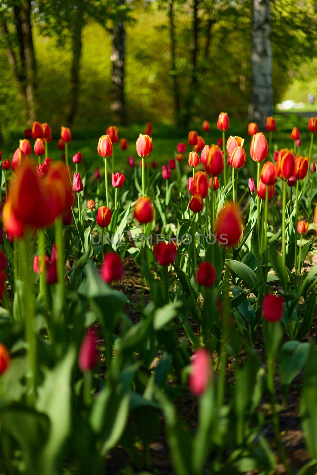 An idyllic garden scene showcasing bright red tulips illuminated by warm sunlight in St.Petersburg, Russia, conveying vibrancy, freshness, and natural beauty in a serene outdoor setting. High quality photo