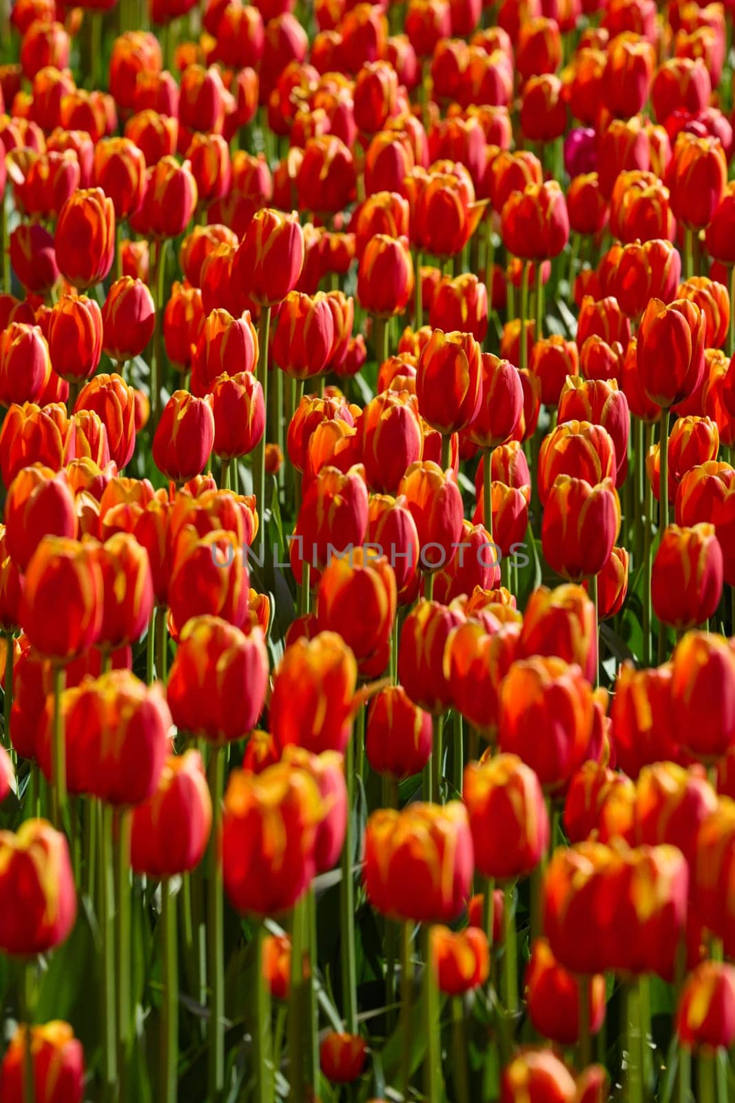 An idyllic garden scene showcasing bright red tulips illuminated by warm sunlight in St.Petersburg, Russia, conveying vibrancy, freshness, and natural beauty in a serene outdoor setting. High quality photo