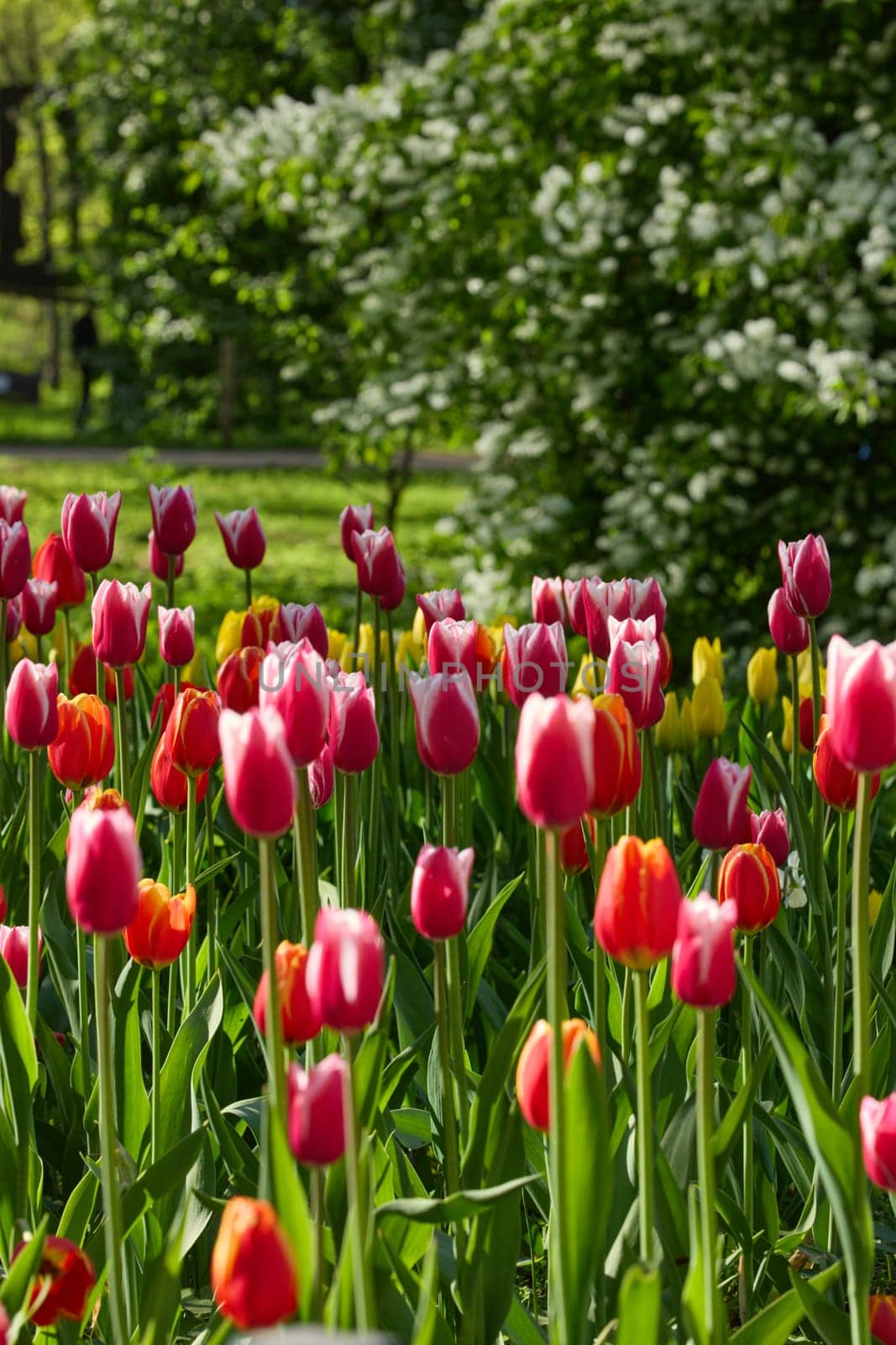 An idyllic garden scene showcasing bright red tulips illuminated by warm sunlight in St.Petersburg, Russia, conveying vibrancy, freshness, and natural beauty in a serene outdoor setting. High quality photo