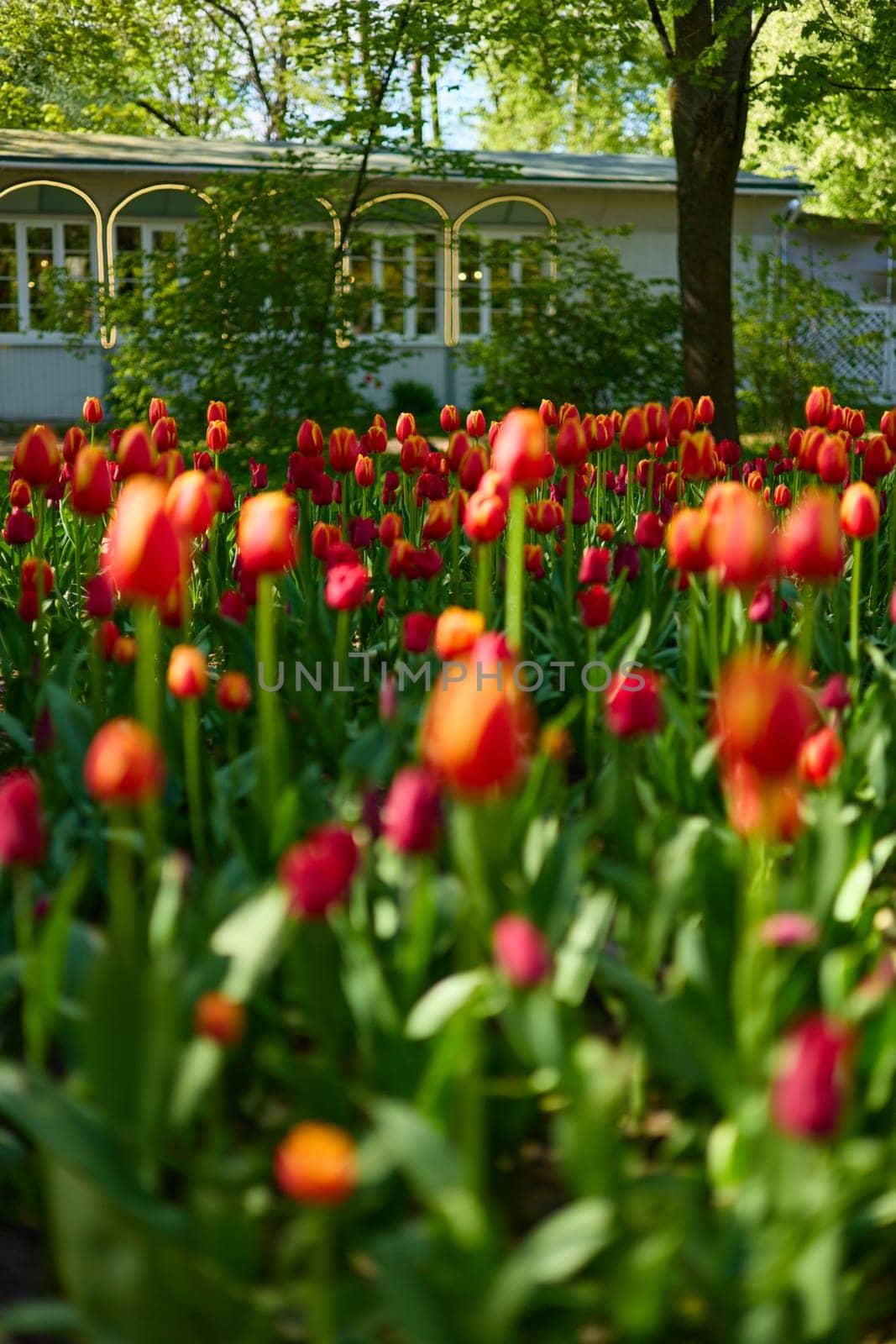 An idyllic garden scene showcasing bright red tulips illuminated by warm sunlight in St.Petersburg, Russia, conveying vibrancy, freshness, and natural beauty in a serene outdoor setting. High quality photo