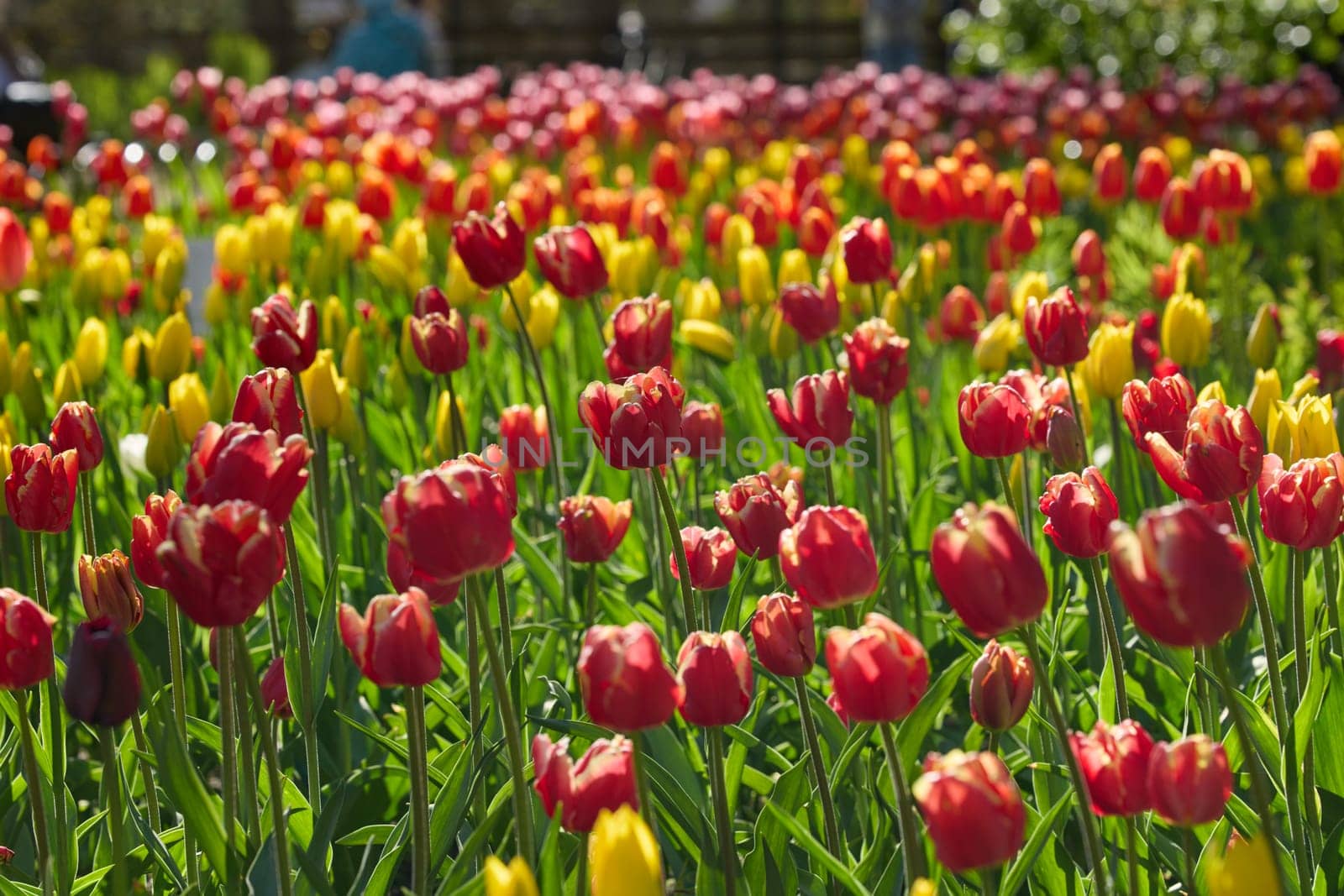 An idyllic garden scene showcasing bright red tulips illuminated by warm sunlight in St.Petersburg, Russia, conveying vibrancy, freshness, and natural beauty in a serene outdoor setting. High quality photo