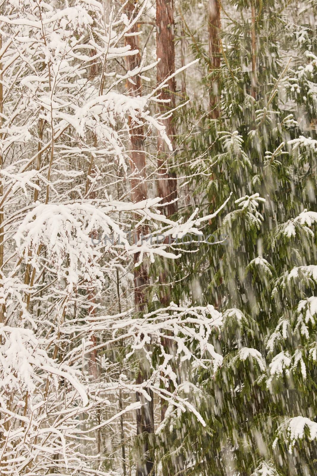 The heavy snowfall in a wild park, winter fairy tale in the forest, snow-covered tree branches, large flakes of snow are slowly falling, nobody, snow storm, blizzard. High quality photo