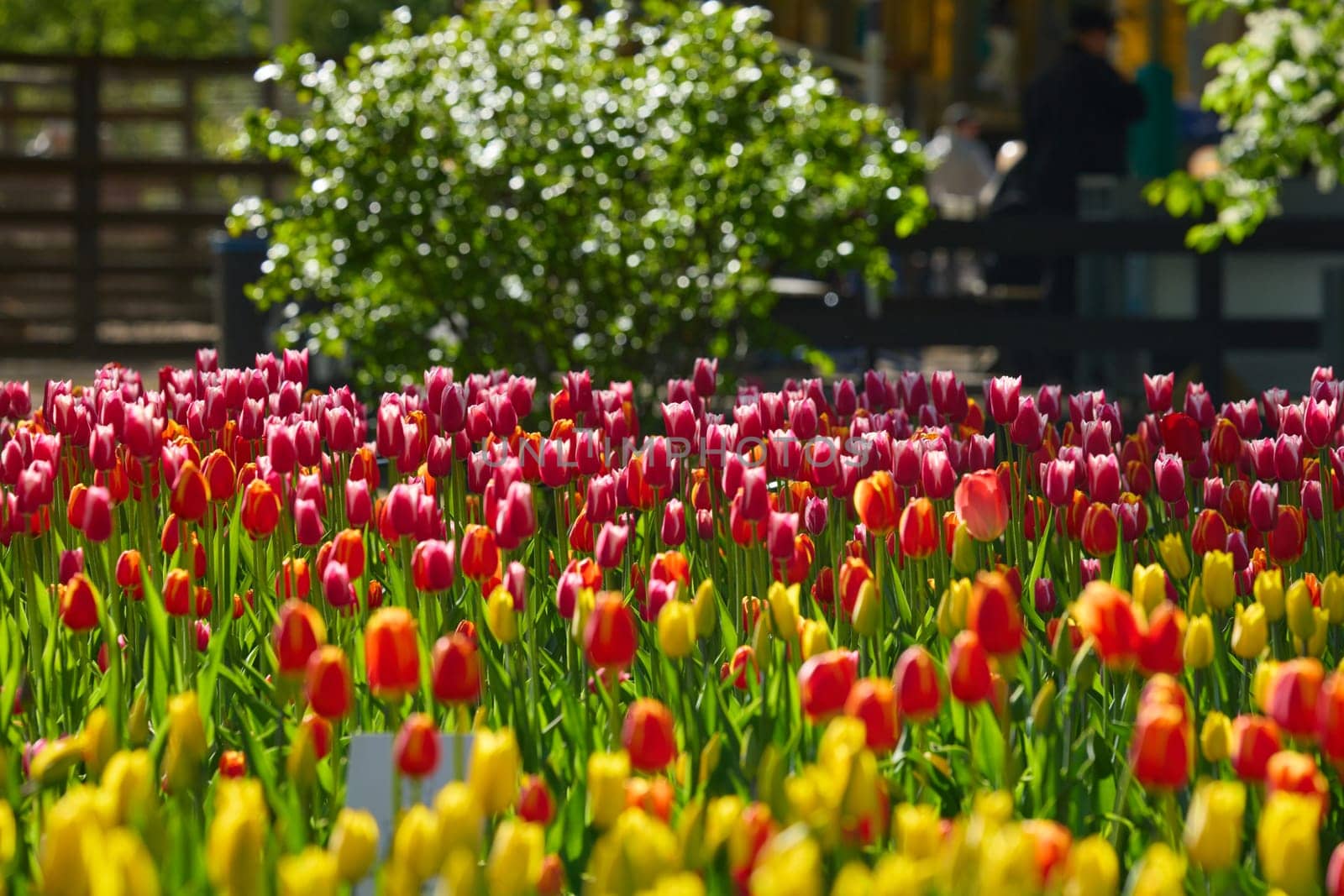 An idyllic garden scene showcasing bright red tulips illuminated by warm sunlight in St.Petersburg, Russia, conveying vibrancy, freshness, and natural beauty in a serene outdoor setting. High quality photo